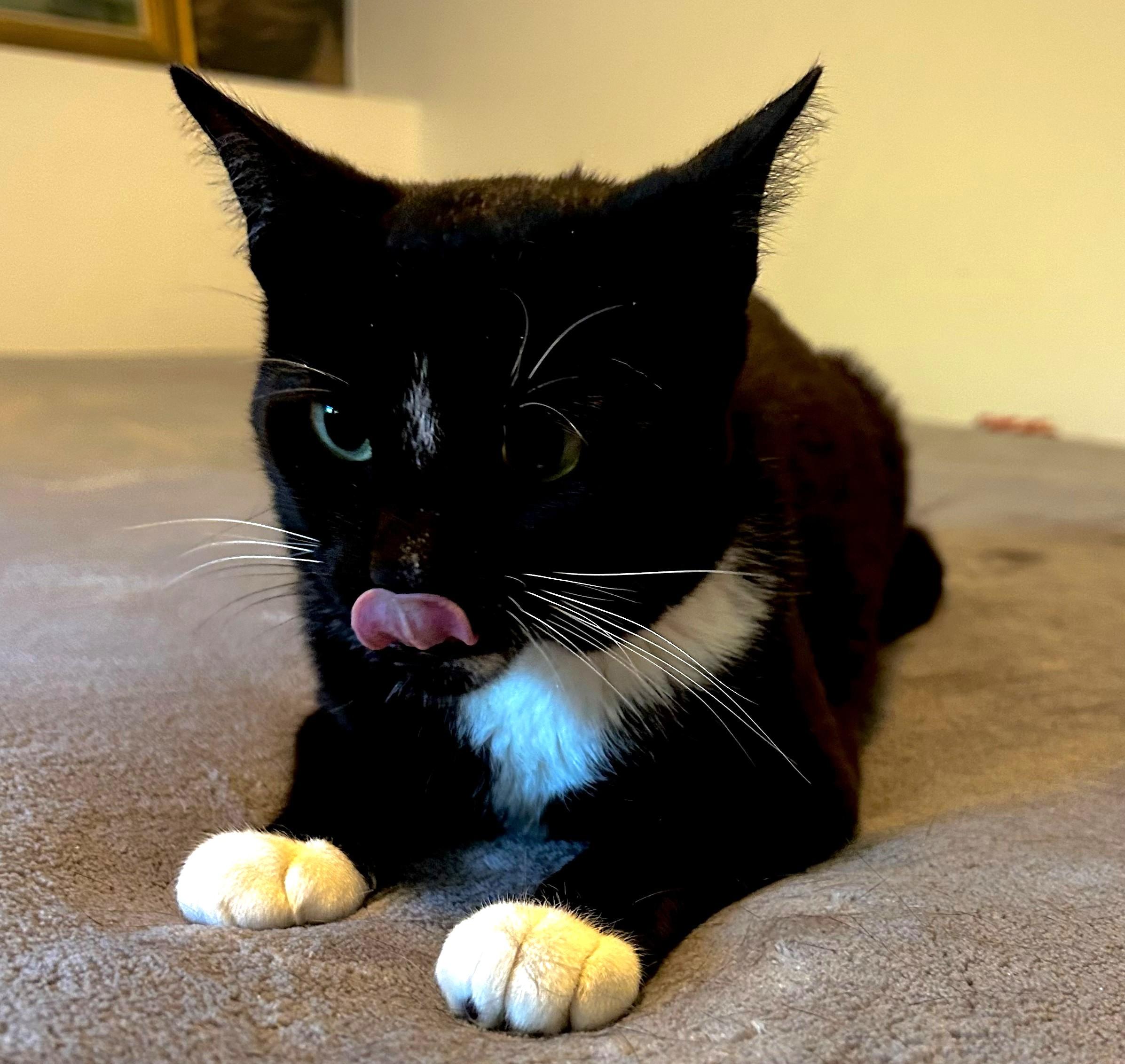 MILTON, a Adoptable Domestic Short Hair in Saddle River, NJ image 4/4