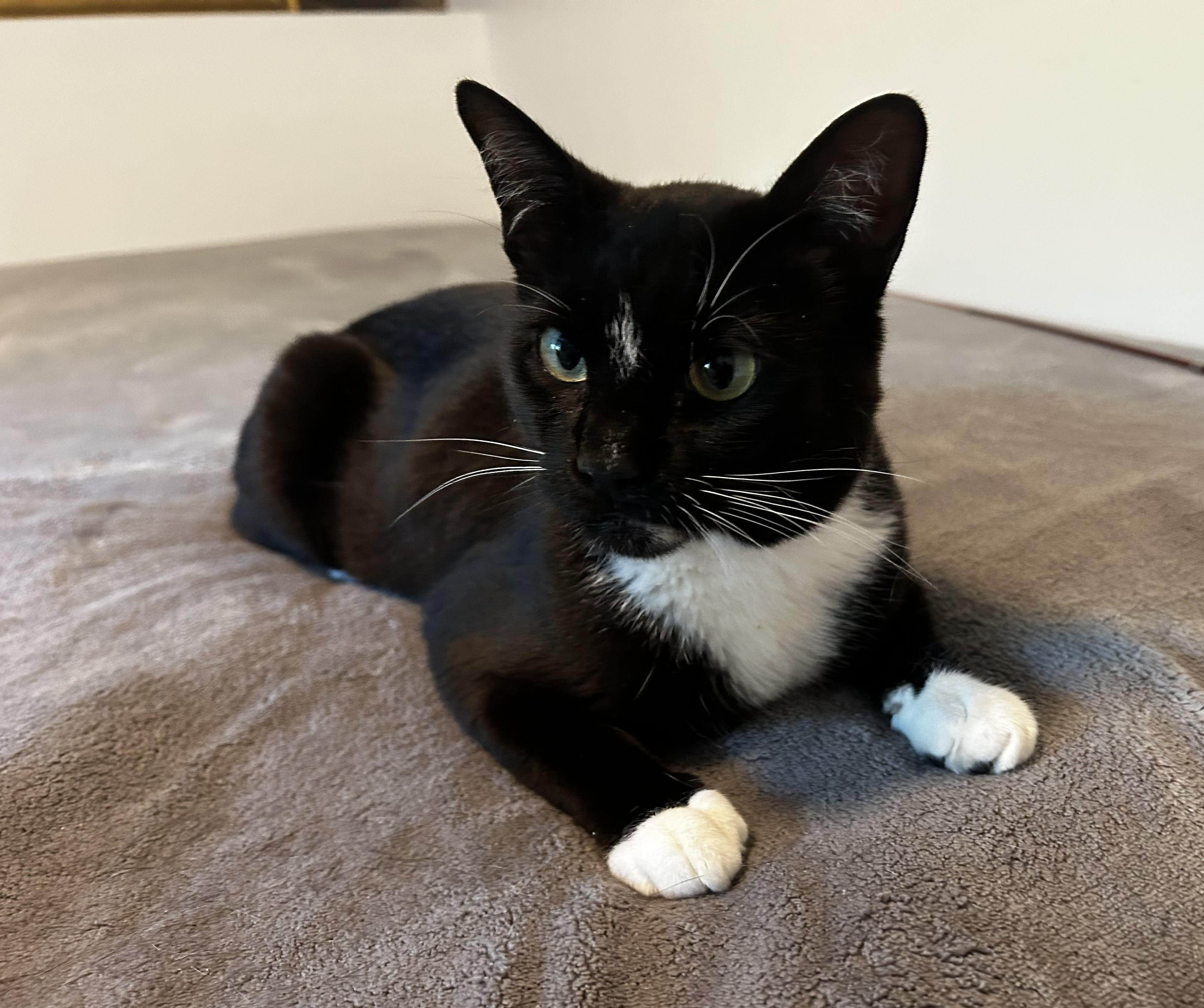 MILTON, a Adoptable Domestic Short Hair in Saddle River, NJ image 2/4