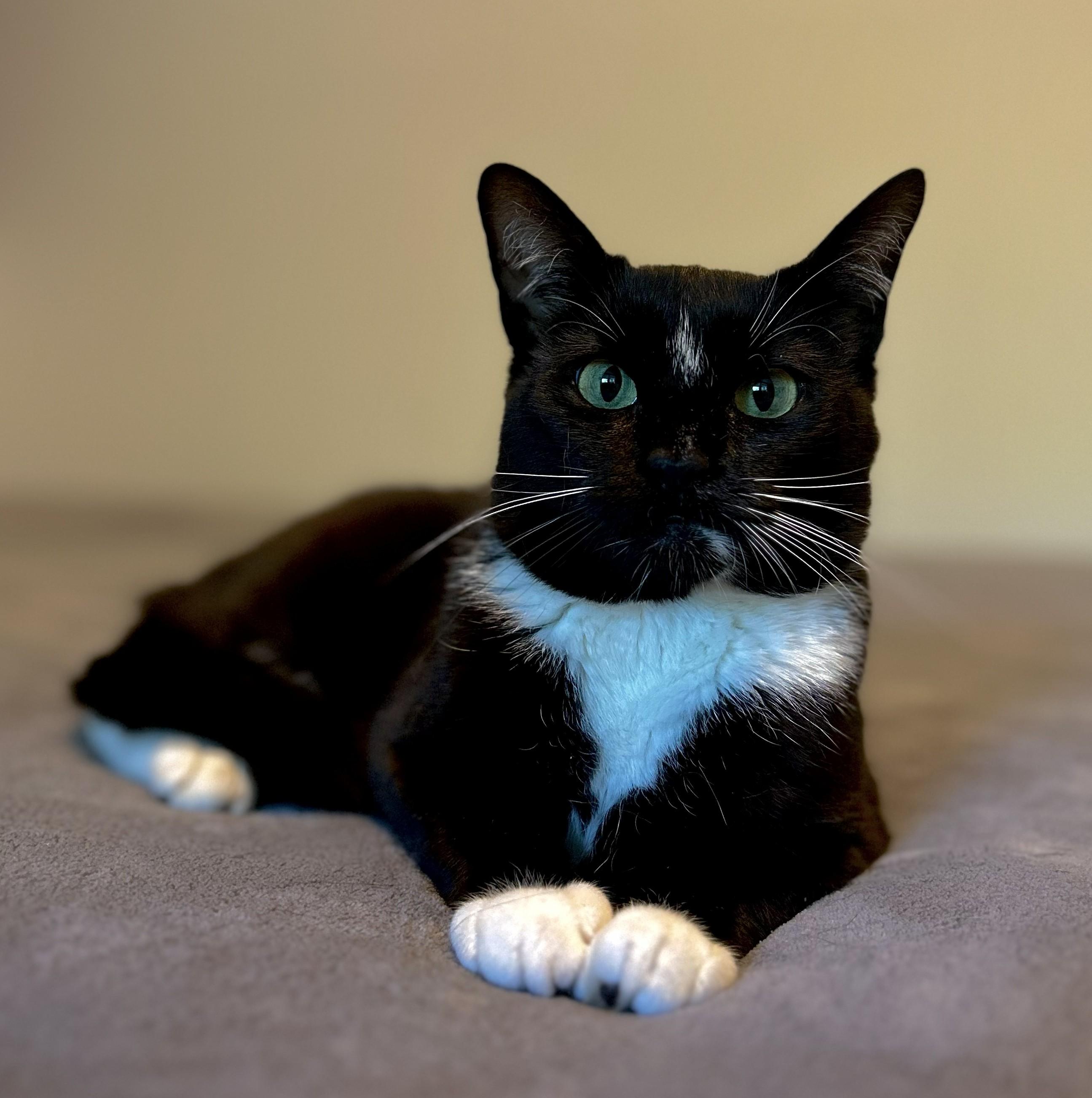 MILTON, a Adoptable Domestic Short Hair in Saddle River, NJ image 3/4