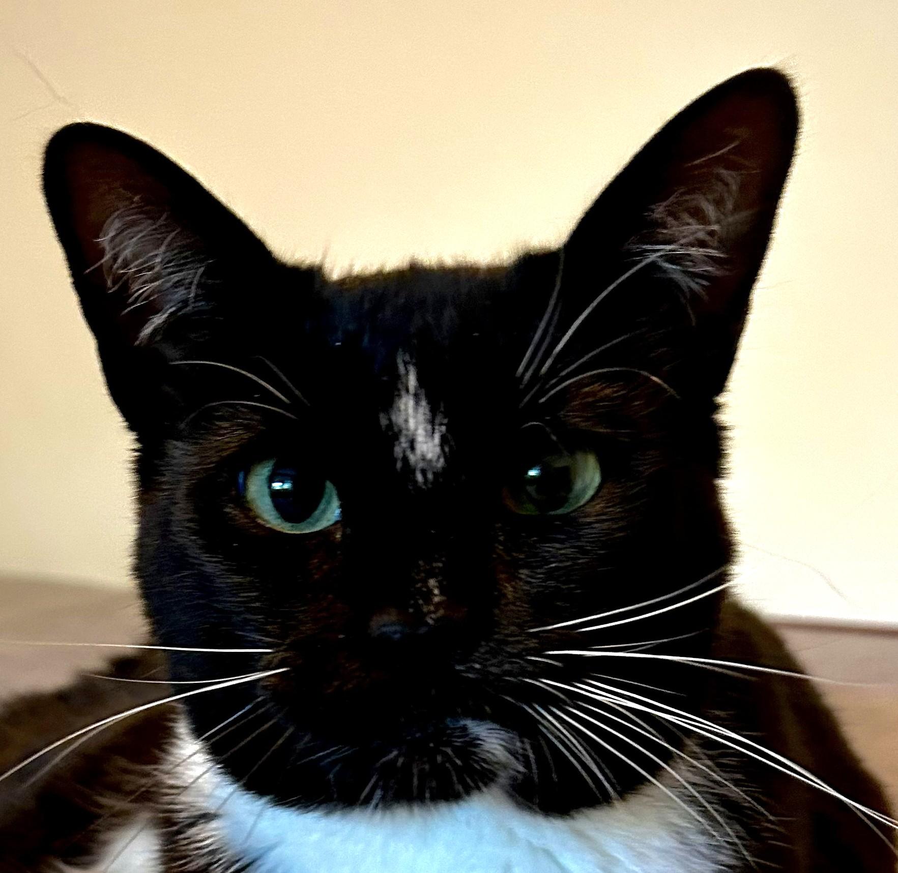 MILTON, Adoptable, Young Male Domestic Short Hair.
