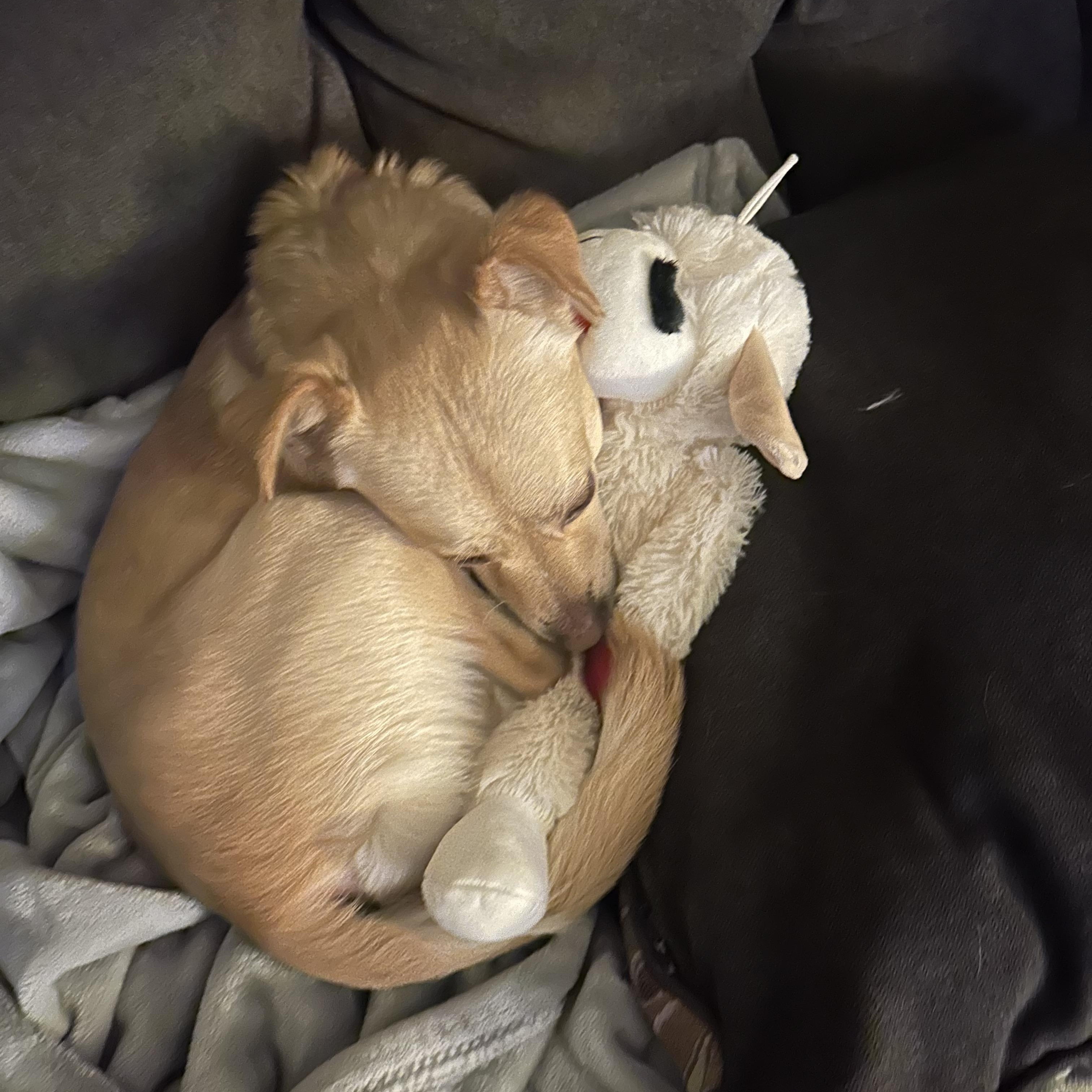 Buddy photo 2