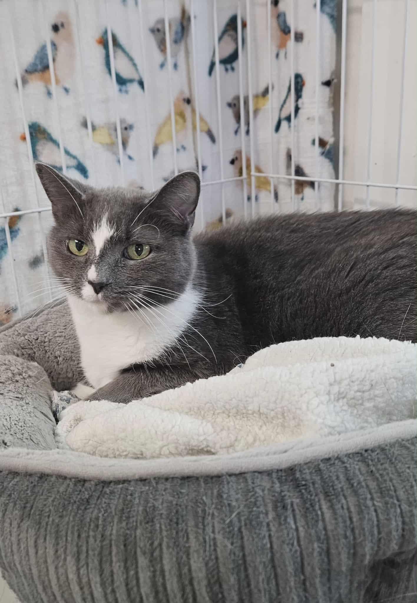 KitKat, Adoptable, Adult Female Domestic Short Hair.