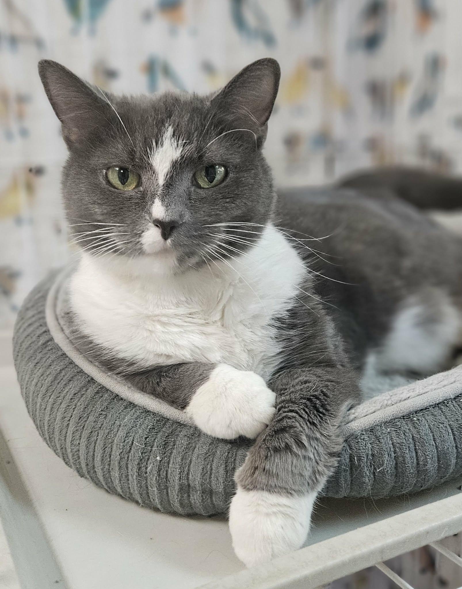 KitKat, Adoptable, Adult Female Domestic Short Hair.