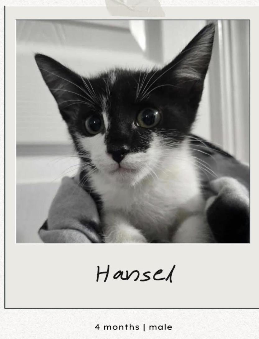 Hansel , ADOPTABLE, Kitten Male Domestic Short Hair.