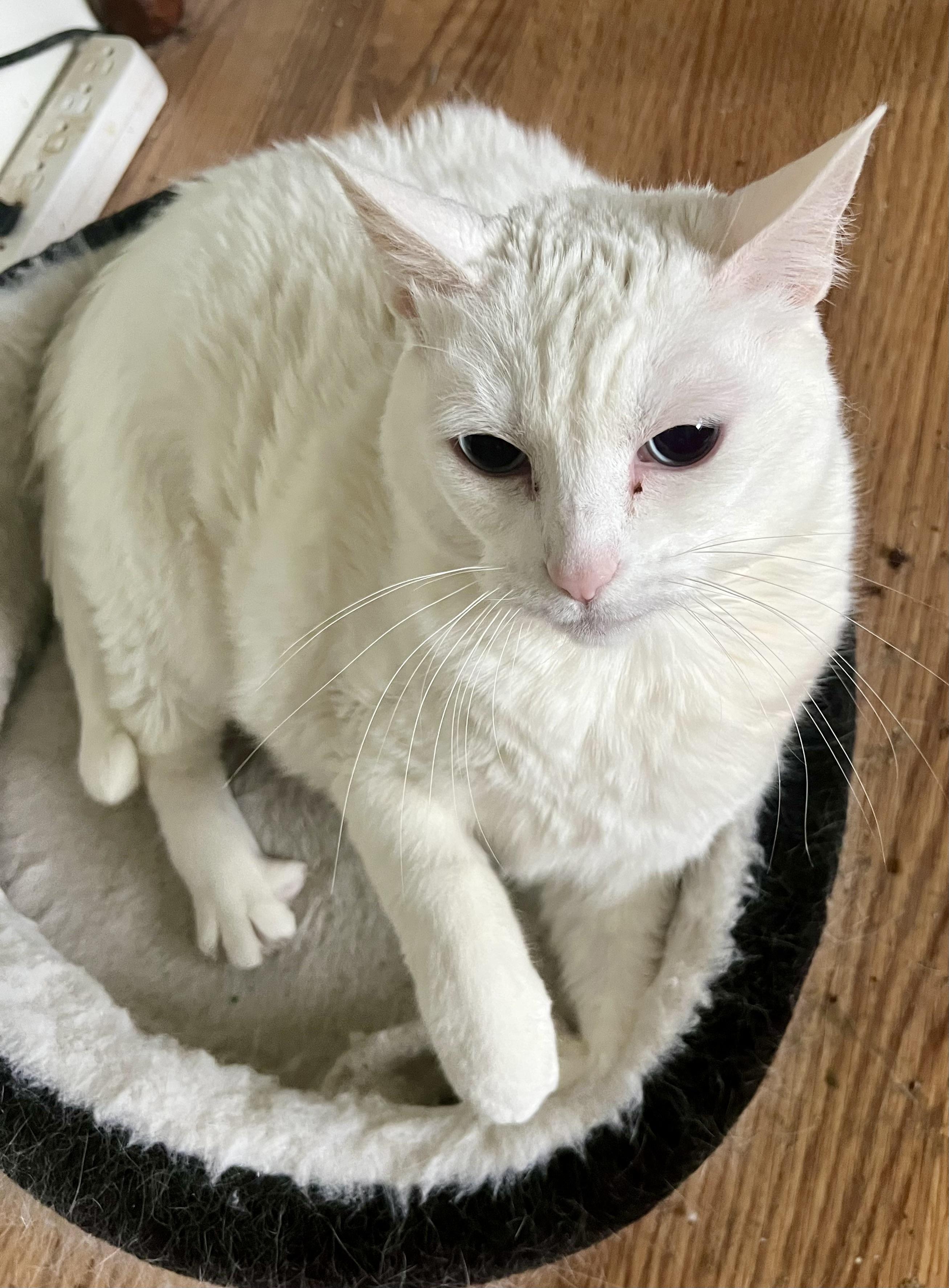 Enlarge Squeaker, a Adoptable Domestic Short Hair in BLACK MOUNTAIN, NC image 2/3