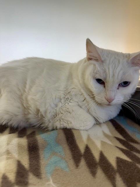 Enlarge Squeaker, a Adoptable Domestic Short Hair in BLACK MOUNTAIN, NC image 1/1