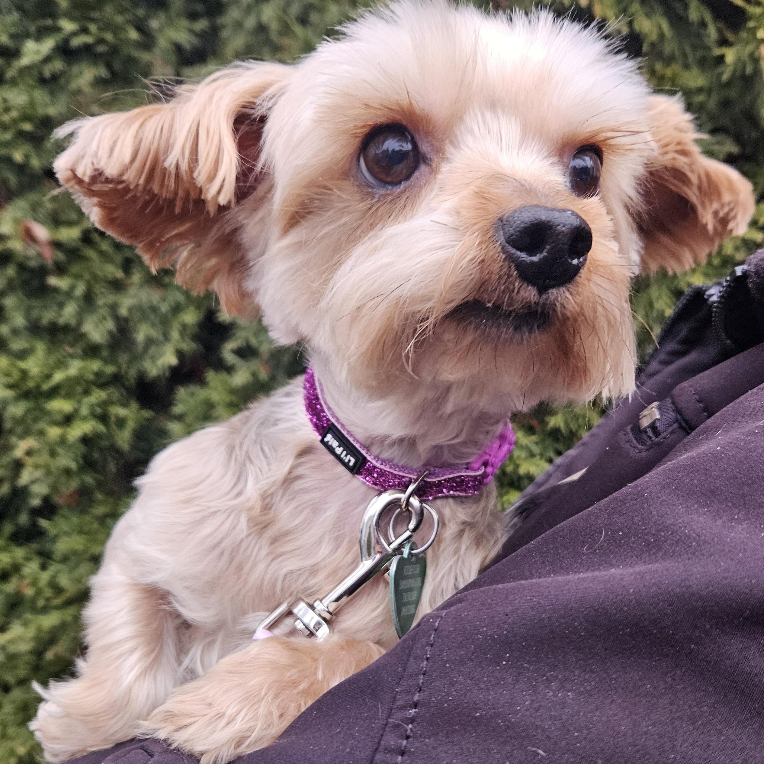Enlarge Jade Isabella, a Adoptable Yorkshire Terrier in Livonia, MI image 5/6