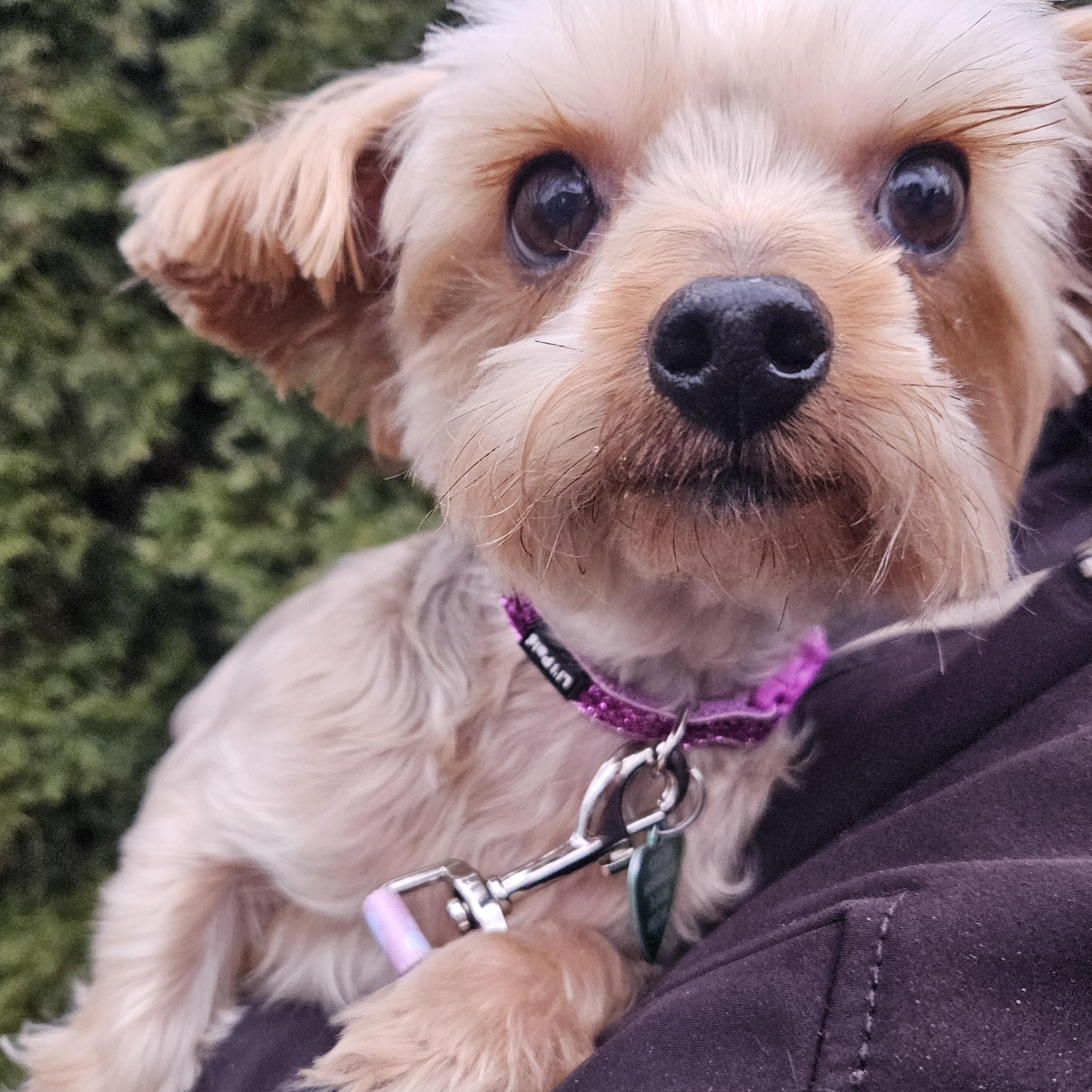 Enlarge Jade Isabella, a Adoptable Yorkshire Terrier in Livonia, MI image 4/6
