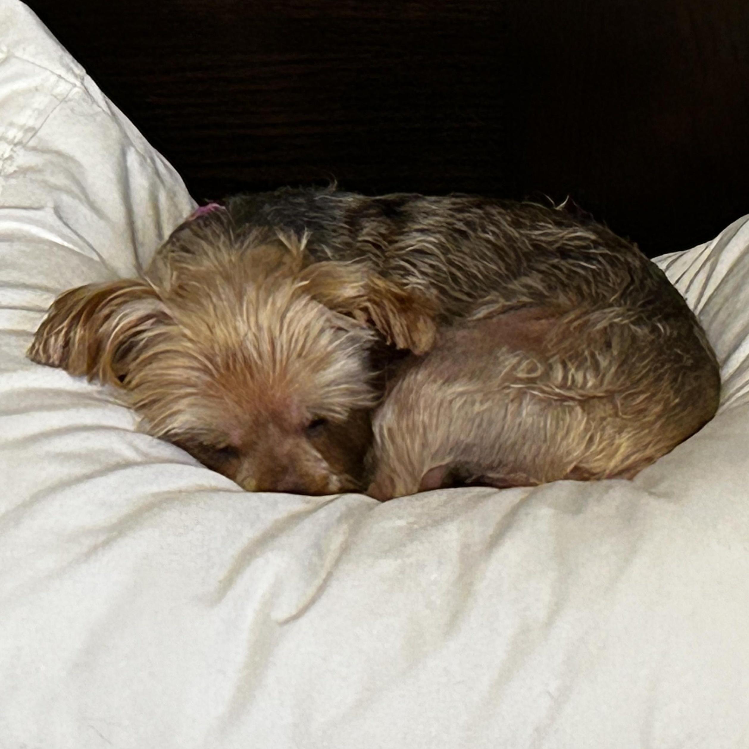 Enlarge Jade Isabella, a Adoptable Yorkshire Terrier in Livonia, MI image 3/6