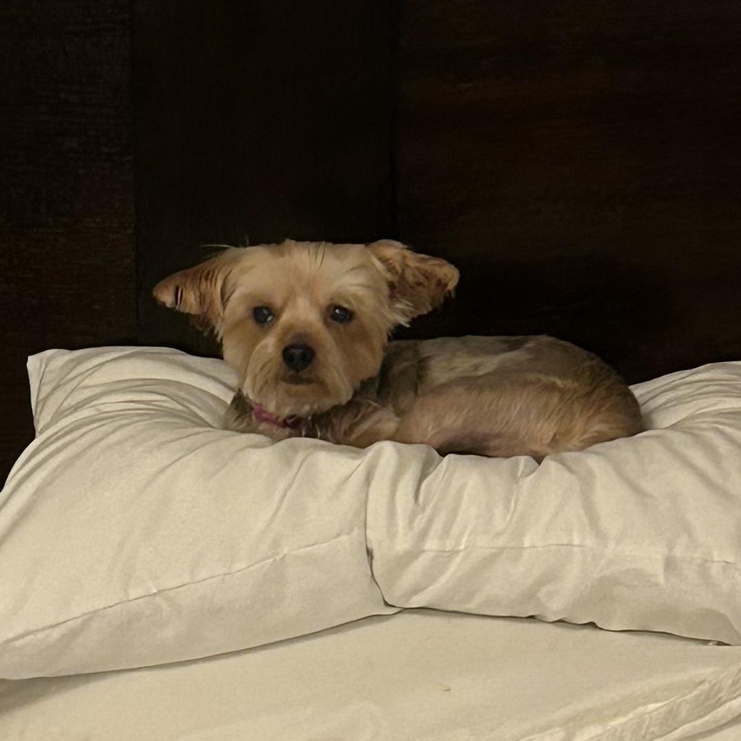 Enlarge Jade Isabella, a Adoptable Yorkshire Terrier in Livonia, MI image 2/6