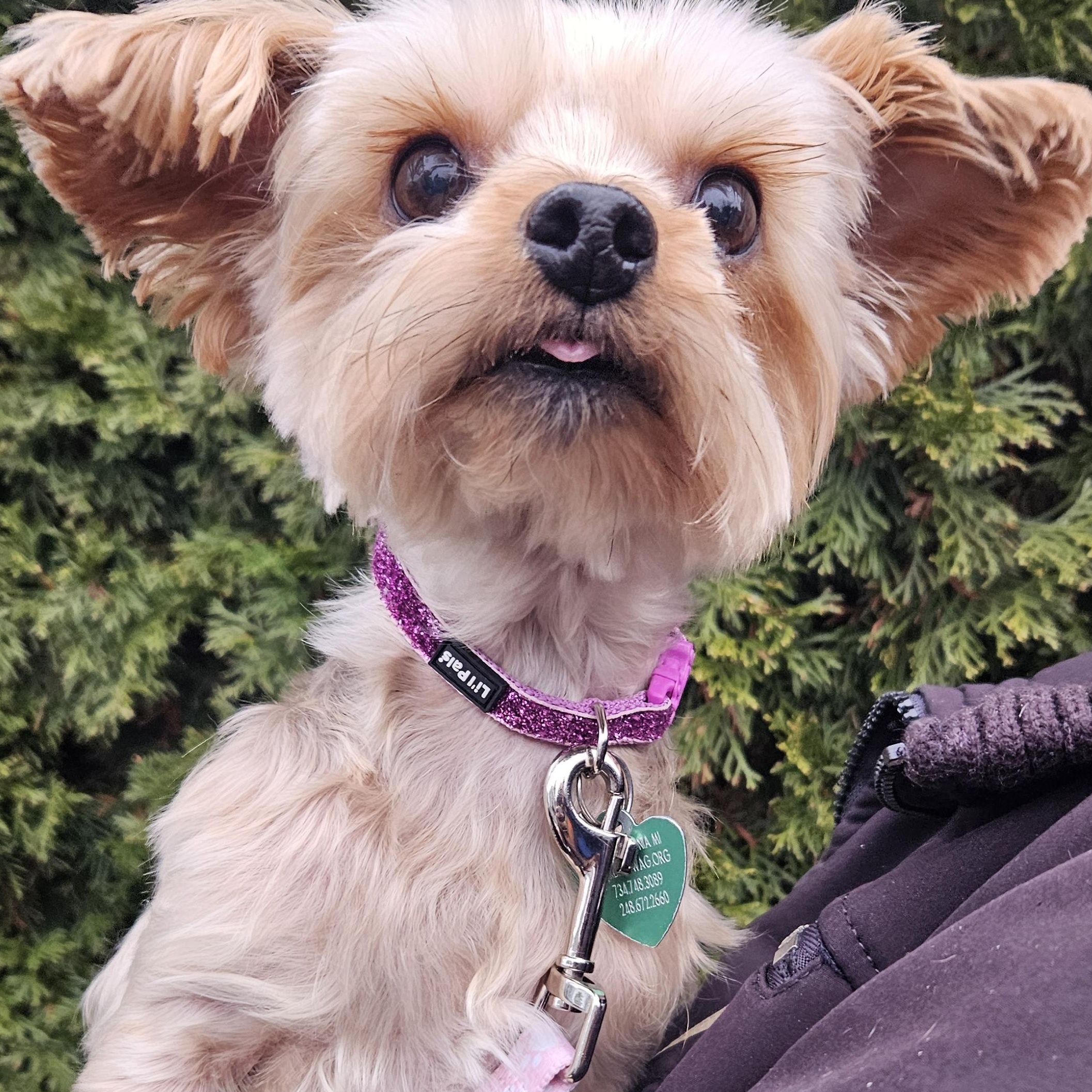 Jade Isabella, Adoptable, Adult Female Yorkshire Terrier.