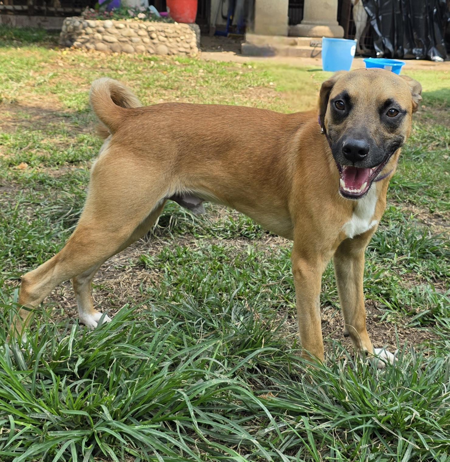 Cheeto, Adoptable, Young Male Black Mouth Cur.