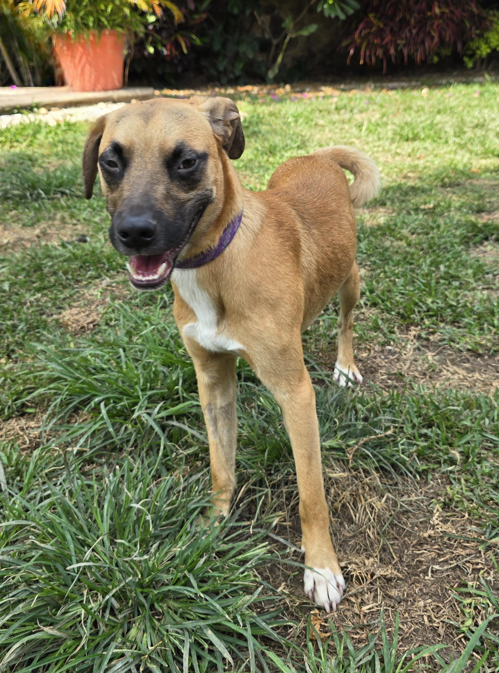 Enlarge Cheeto, a Adoptable mixed breed in San Francisco, CA image 2/2