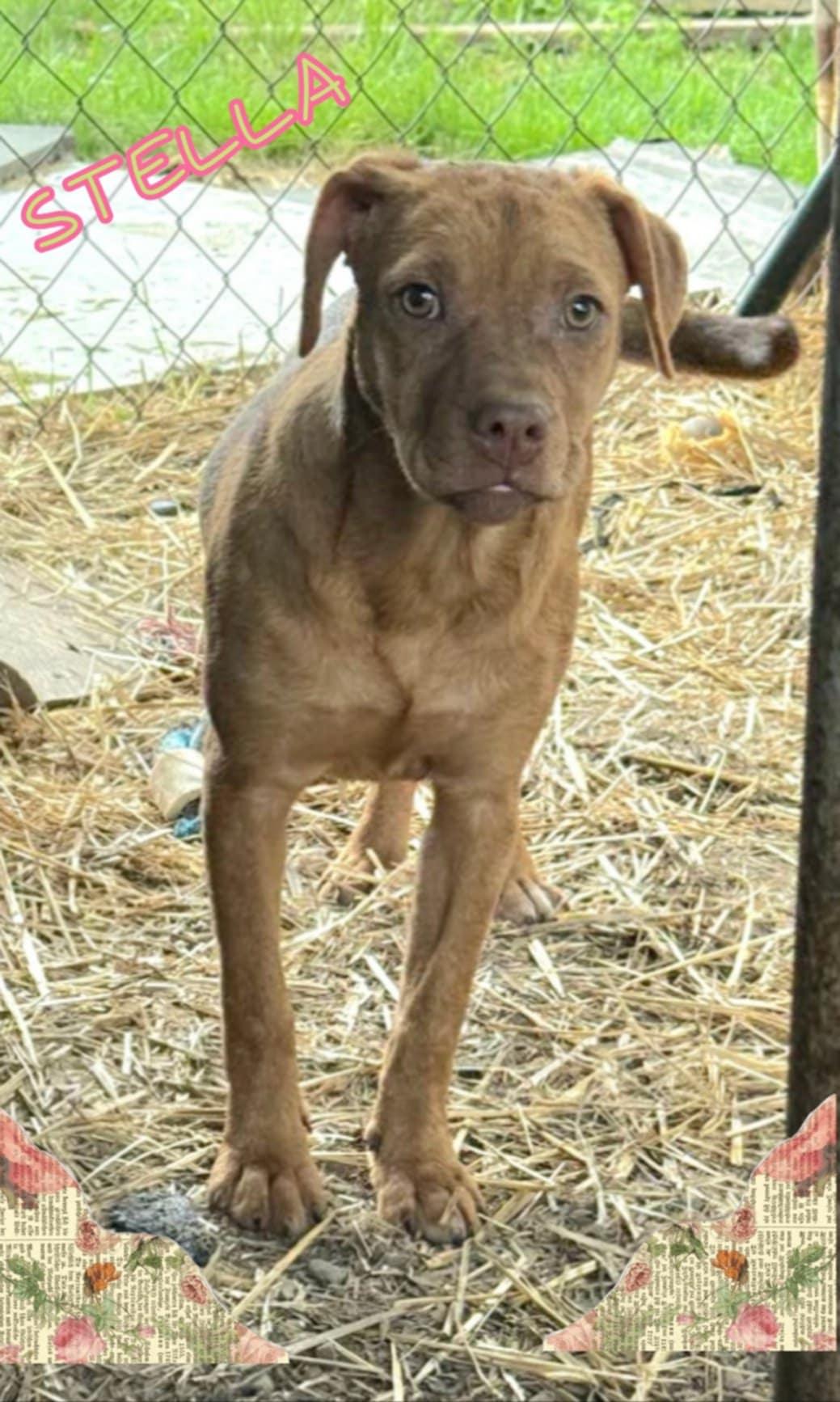 Stella, an adoptable Pit Bull Terrier, Vizsla in Grove, OK, 74344 | Photo Image 5