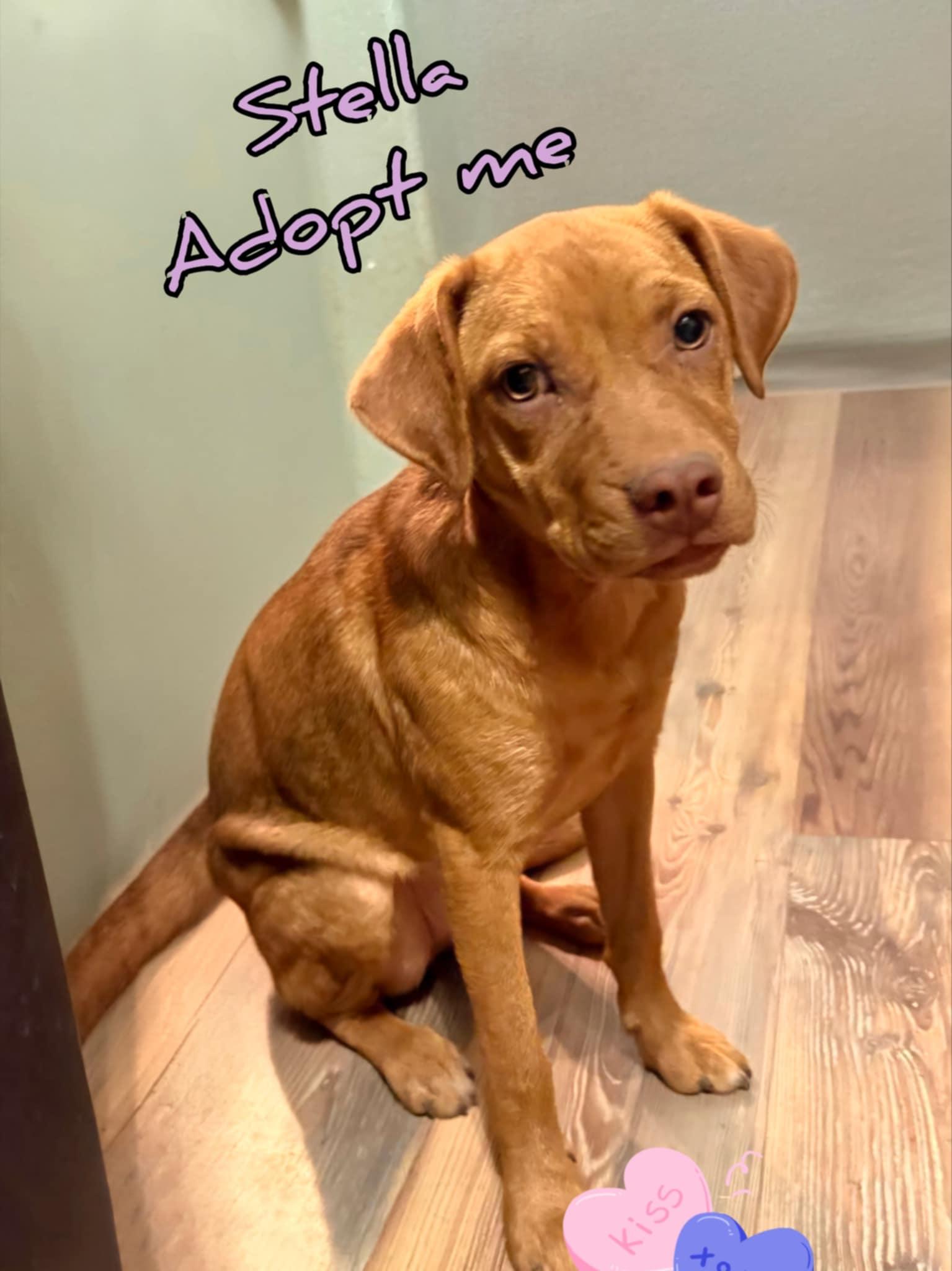 Stella, an adoptable Pit Bull Terrier, Vizsla in Grove, OK, 74344 | Photo Image 2