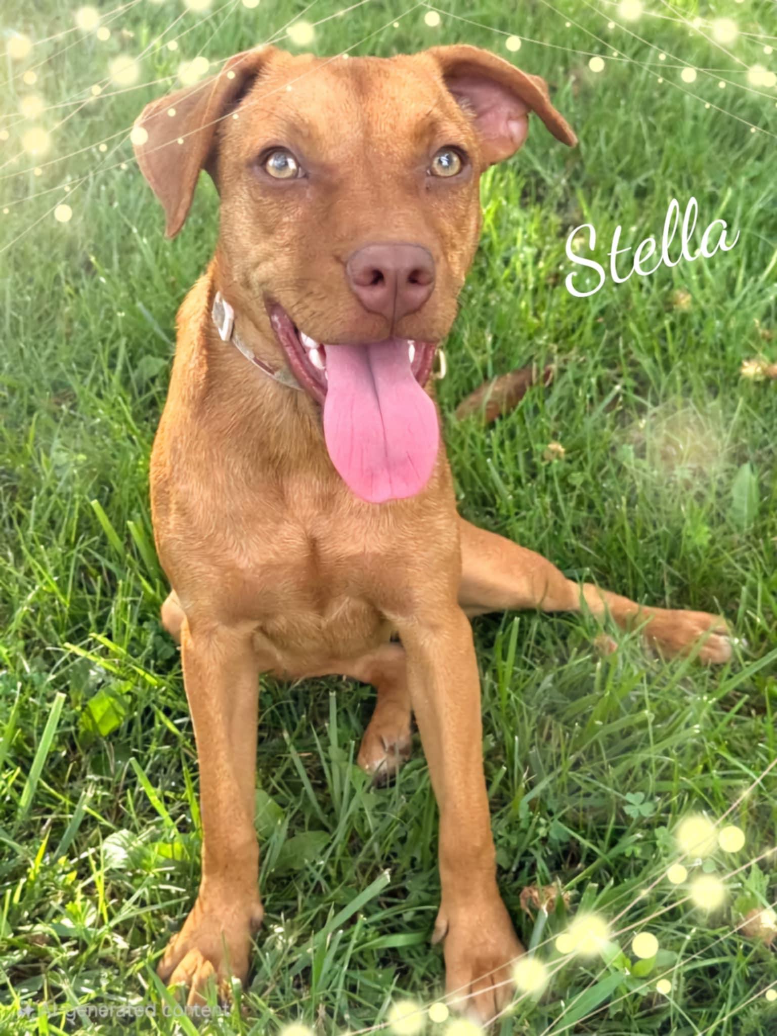 Stella