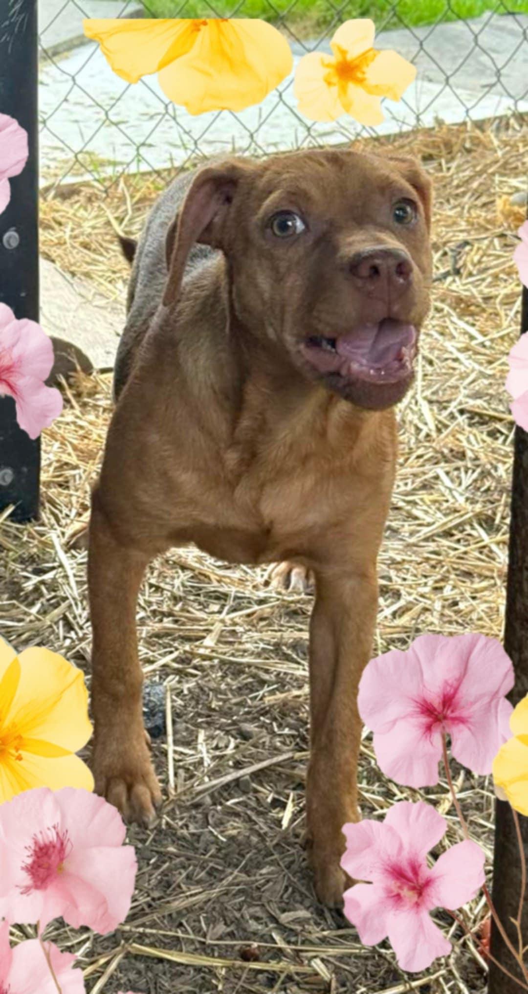 Stella, an adoptable Pit Bull Terrier, Vizsla in Grove, OK, 74344 | Photo Image 6