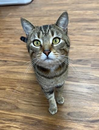 Enlarge Finnigan, a ADOPTABLE Domestic Short Hair in Medina, OH image 1/1