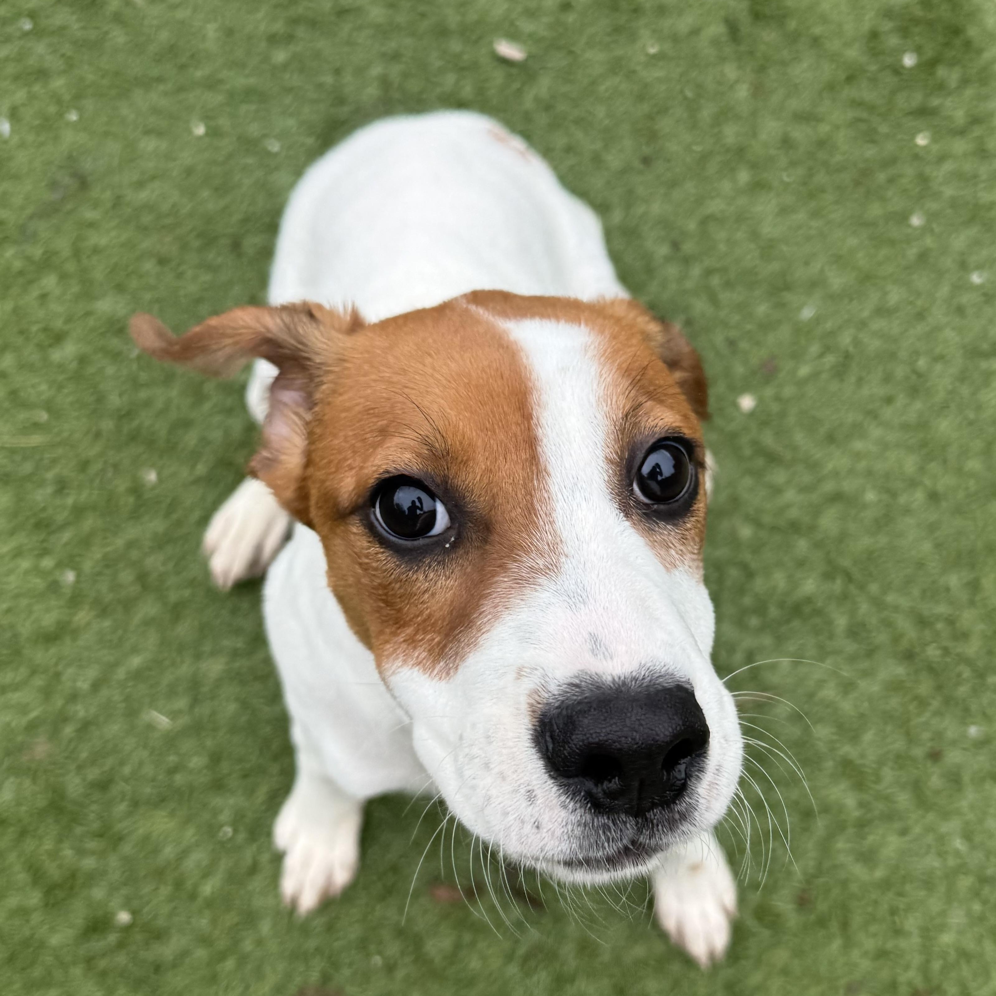 Enlarge Ross, a Adopted mixed breed in Groton, CT image 2/6