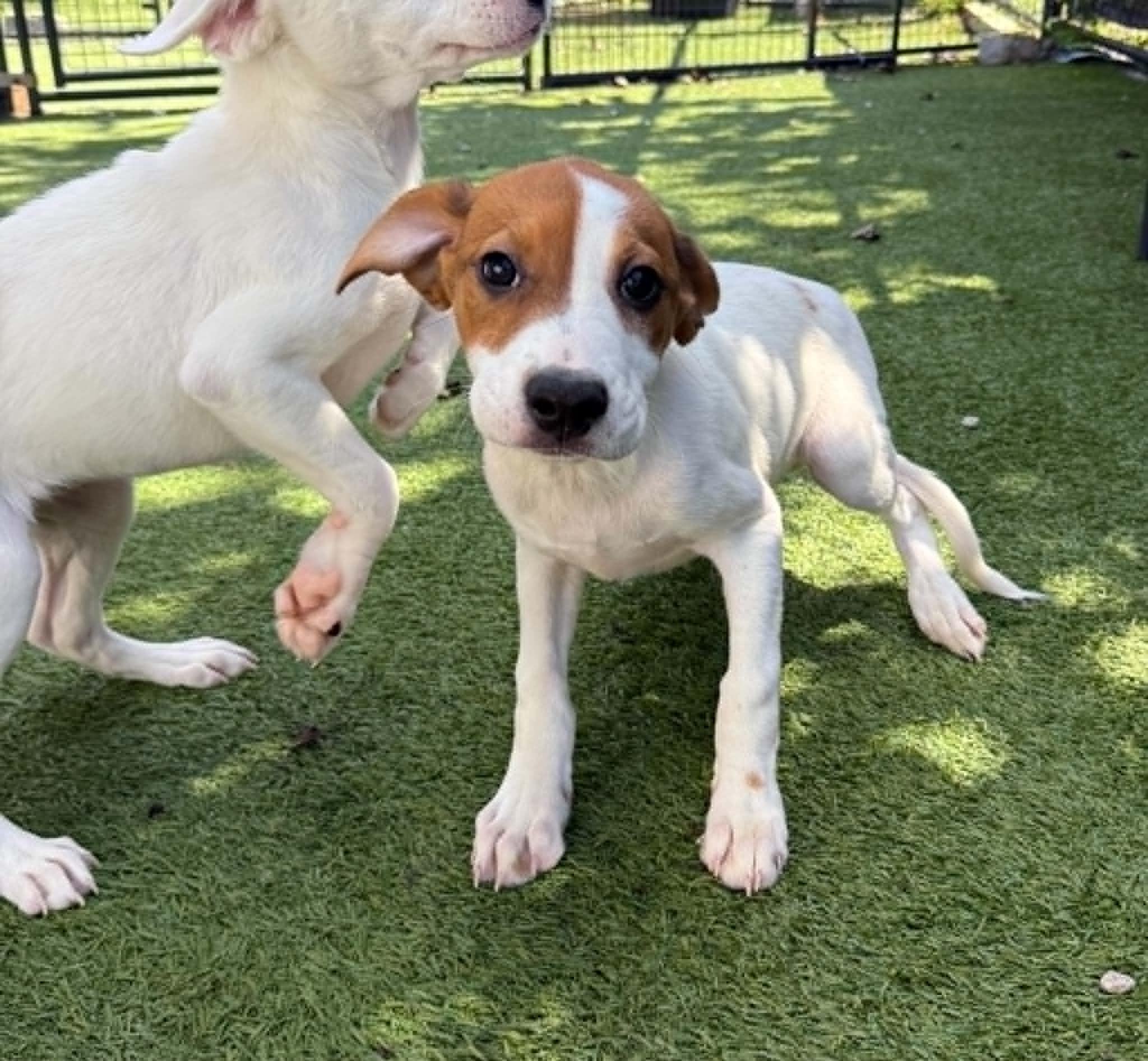 Ross, Adoptable, Puppy Male Hound.