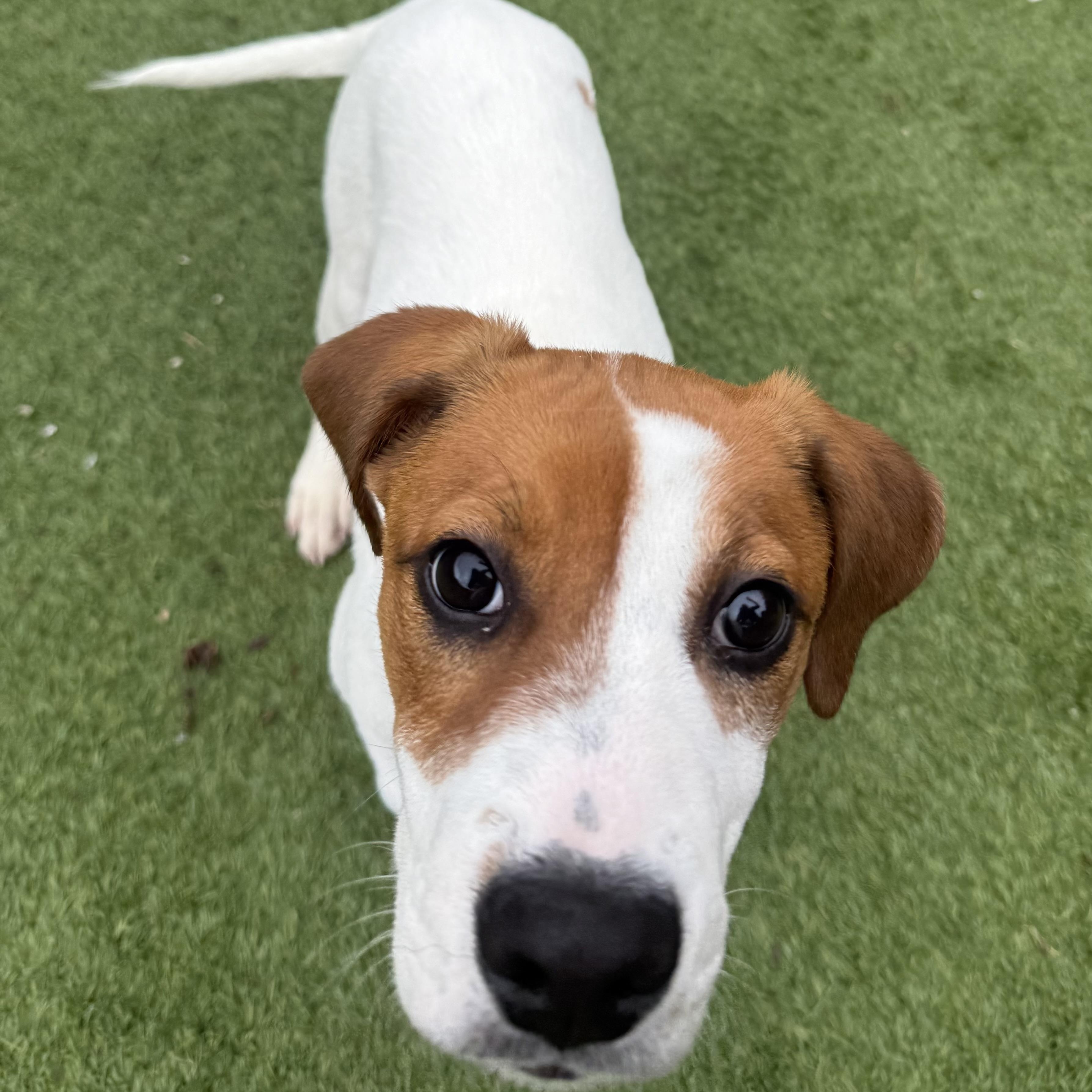 Enlarge Ross, a Adopted mixed breed in Groton, CT image 6/6