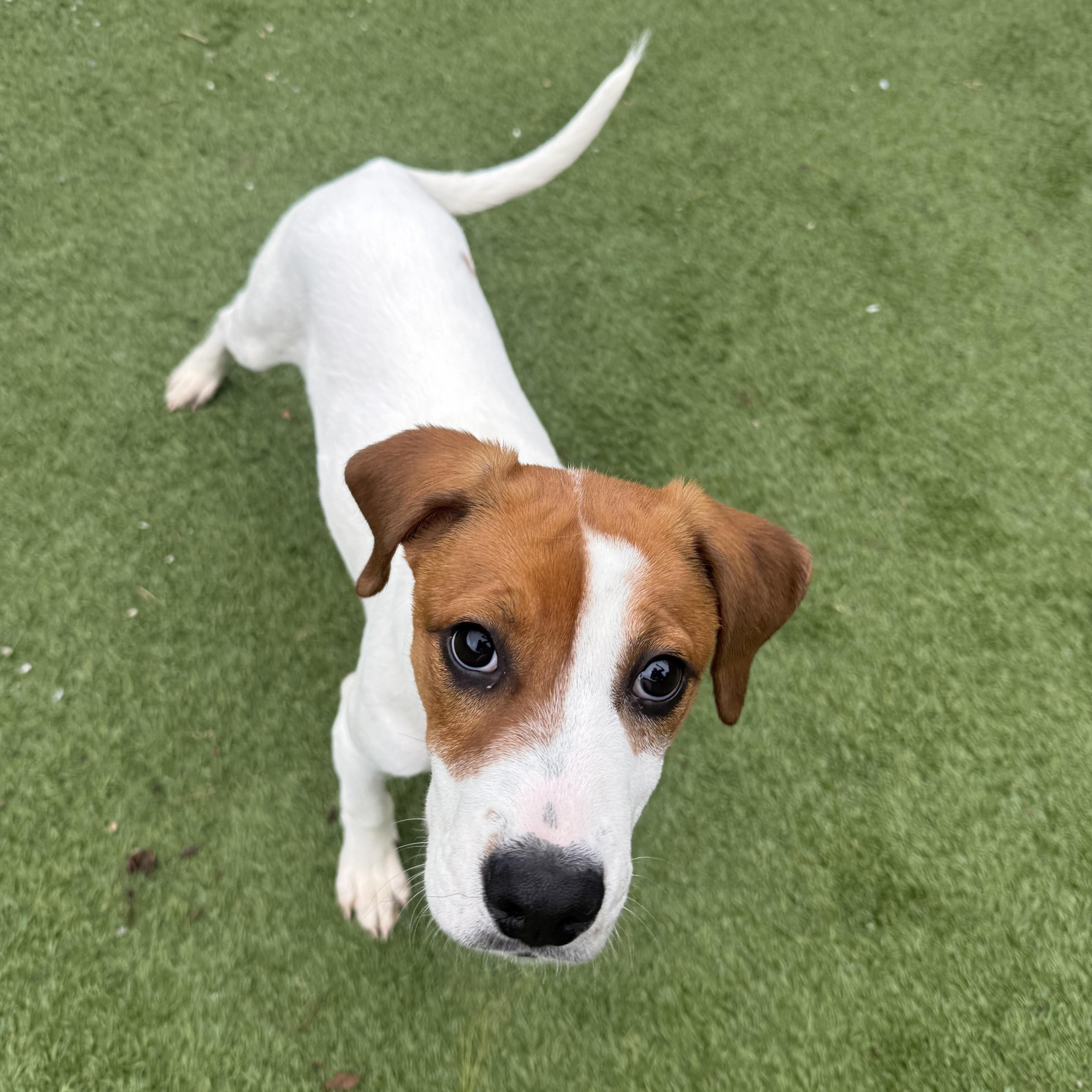 Ross, Adopted, Puppy Male Hound.