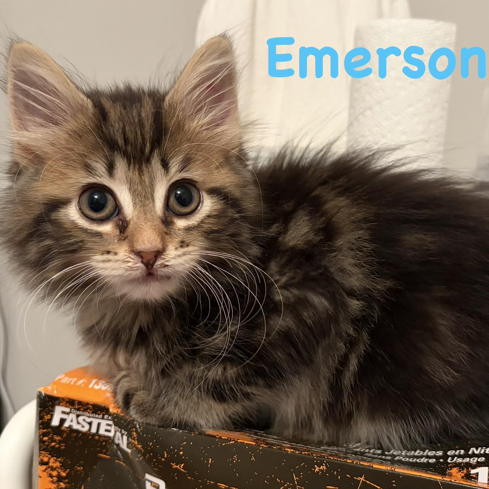 Enlarge Emerson, an adopted mixed breed in Scranton, PA image 2/4