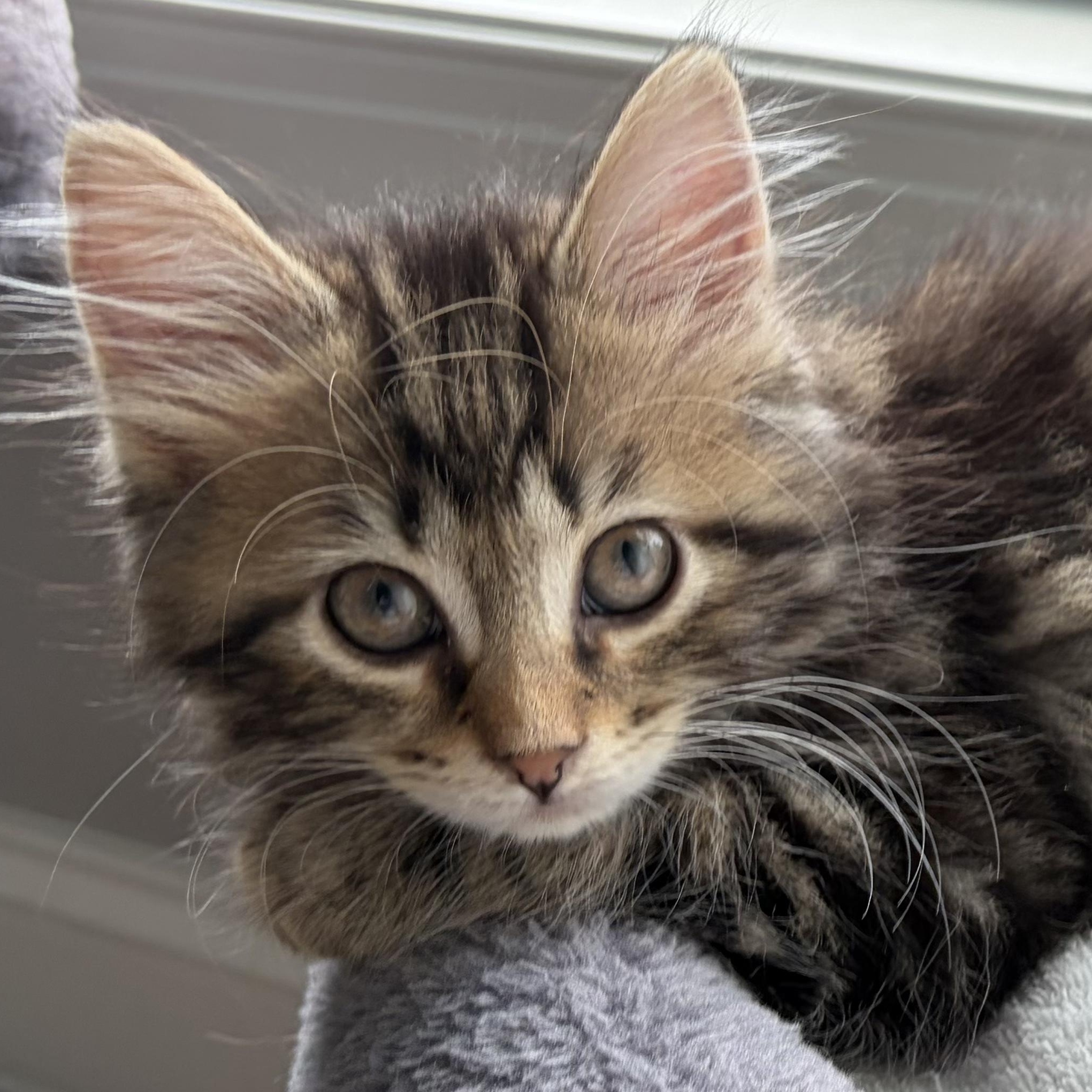 Enlarge Emerson, an adopted mixed breed in Scranton, PA image 1/4
