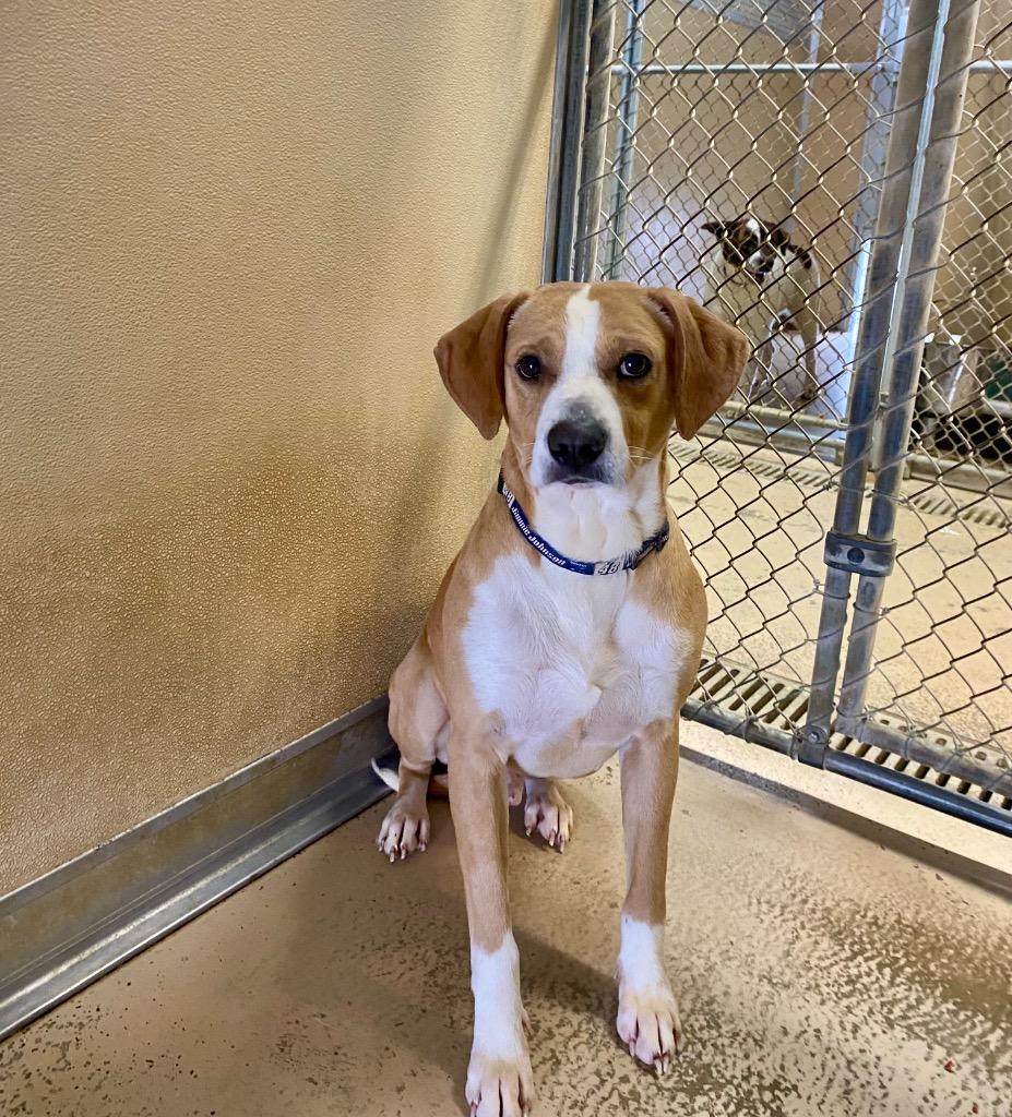 Mork, Adoptable, Adult Male Beagle & Chihuahua.