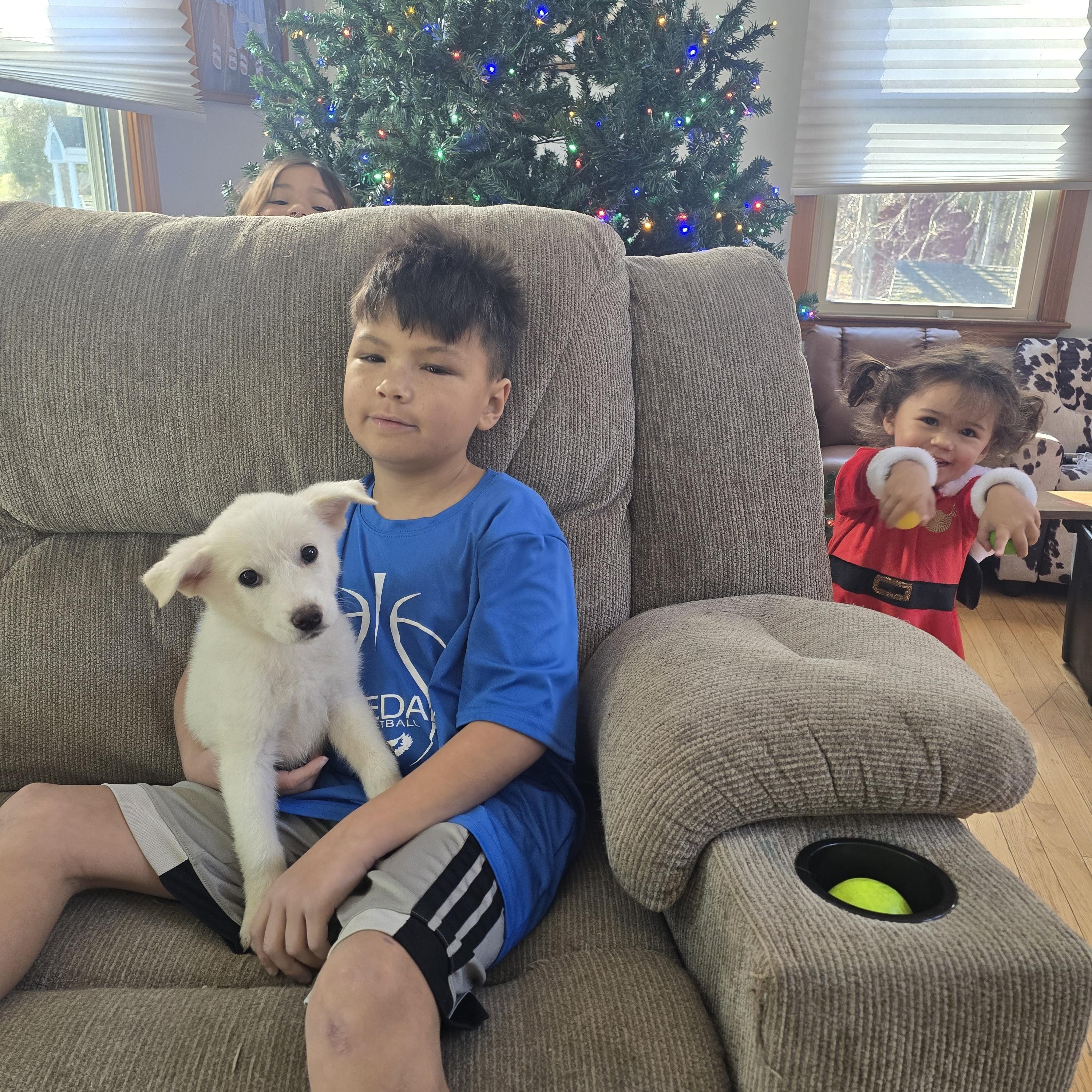 Hazel (fostered in new england), a Adoptable mixed breed in Milford, MA image 2/6