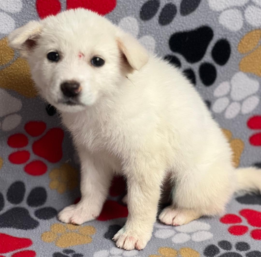 Hazel (fostered in new england), a Adoptable mixed breed in Milford, MA image 4/6