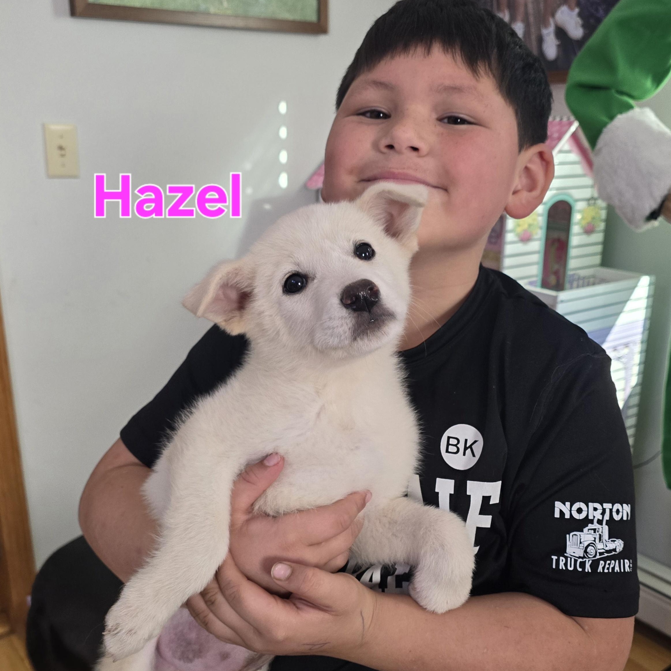 Hazel (fostered in new england), Adoptable, Puppy Female Australian Shepherd & American Eskimo Dog.