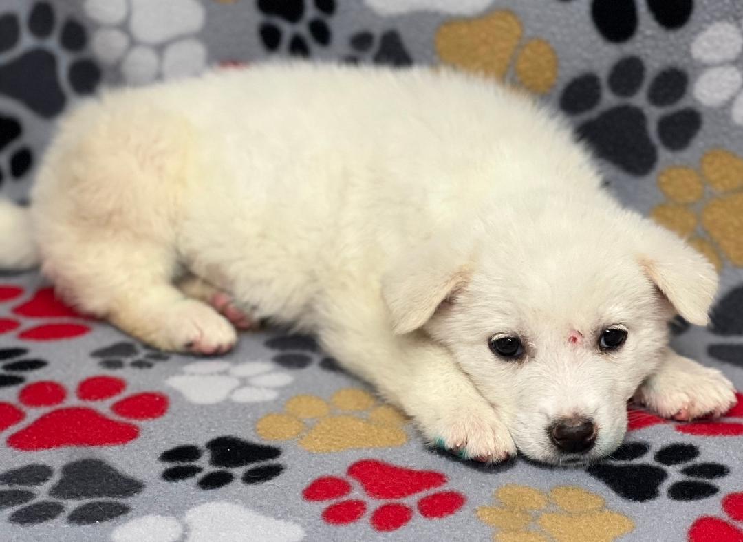 Hazel (fostered in new england), a Adoptable mixed breed in Milford, MA image 3/6