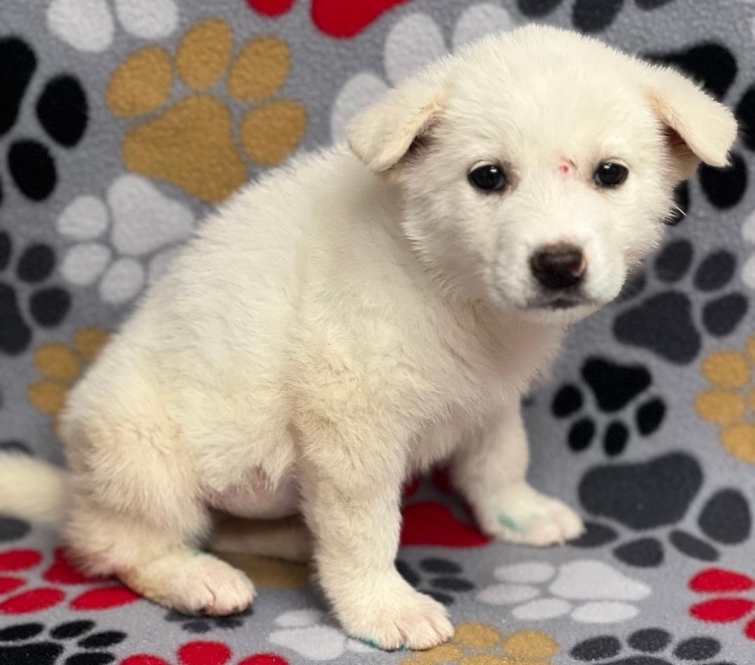 Hazel (fostered in new england), a Adoptable mixed breed in Milford, MA image 5/6