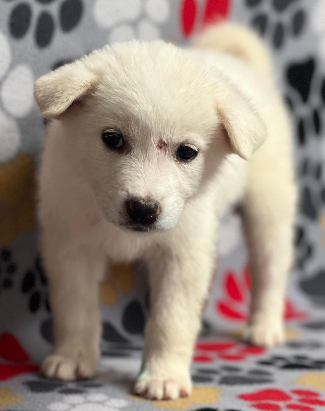 Hazel (fostered in new england), a Adoptable mixed breed in Milford, MA image 6/6