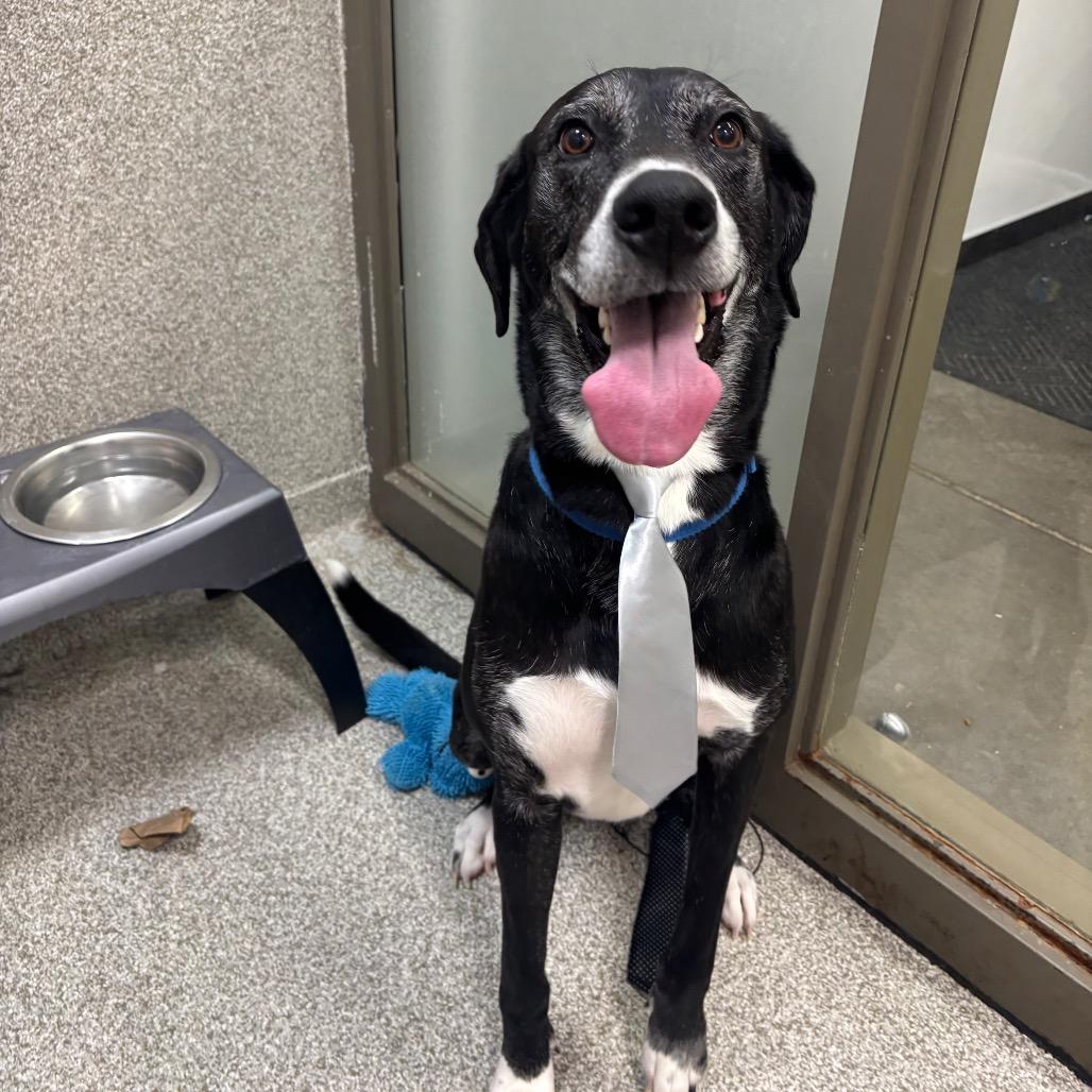 Nimbus, a Adoptable mixed breed in Washington Township, OH image 4/6