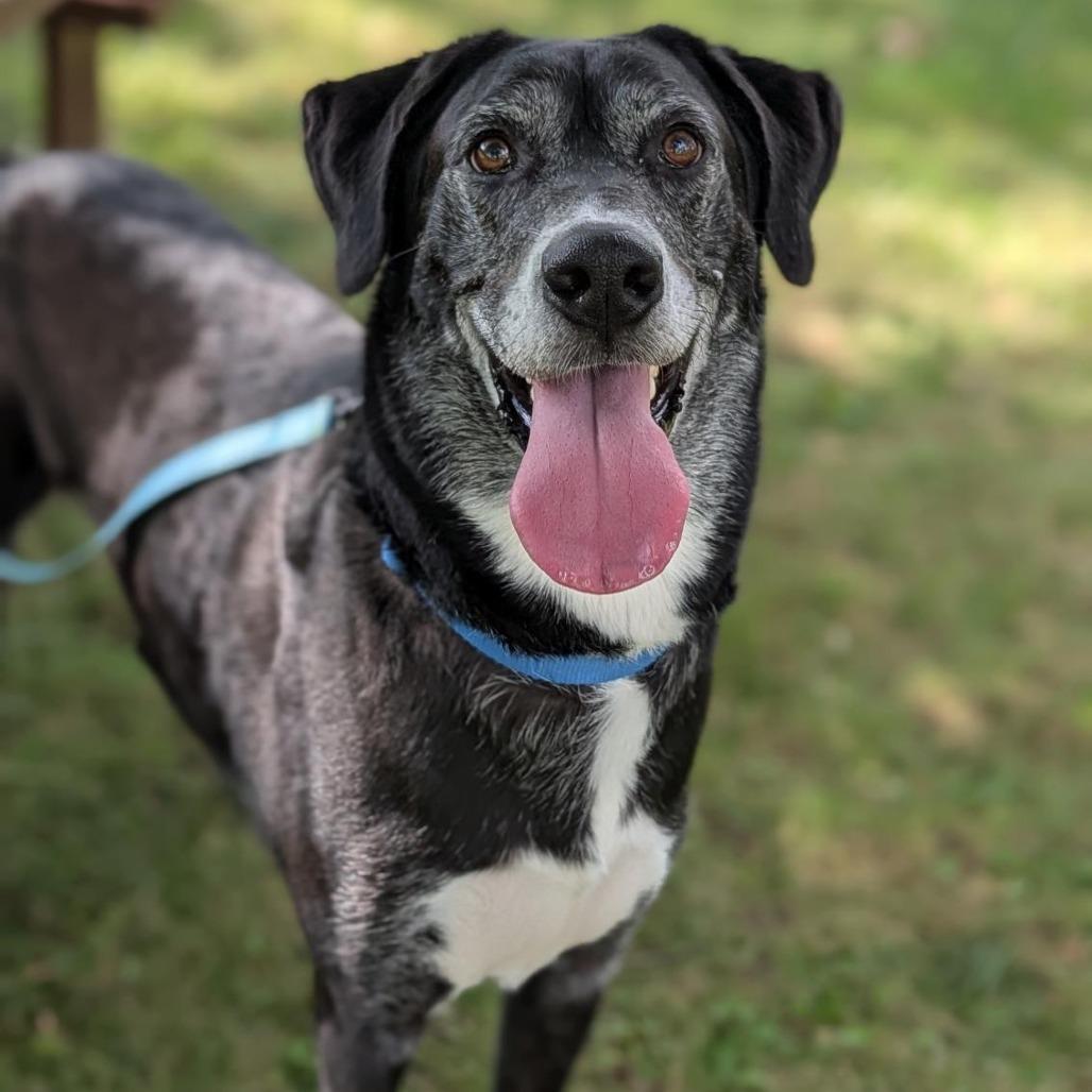 Nimbus, a Adoptable mixed breed in Washington Township, OH image 5/6