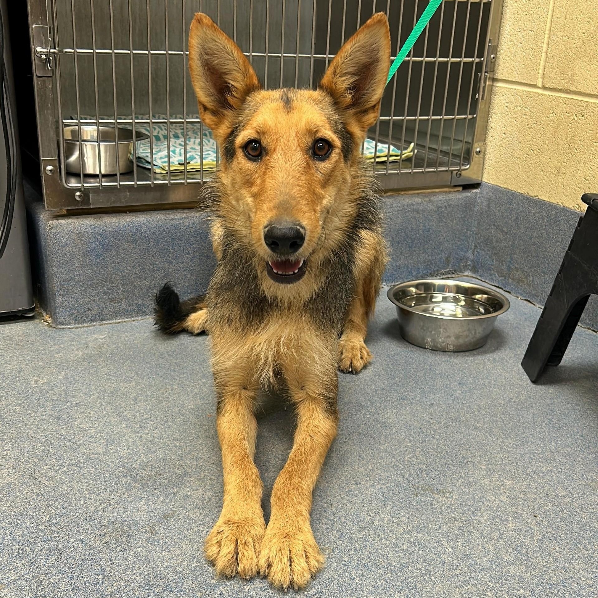 Honey, an adoptable Airedale Terrier in Billings, MT, 59102 | Photo Image 1