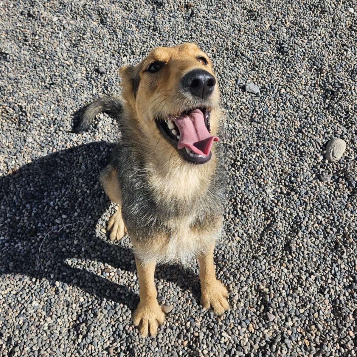 Honey, an adoptable Airedale Terrier in Billings, MT, 59102 | Photo Image 2