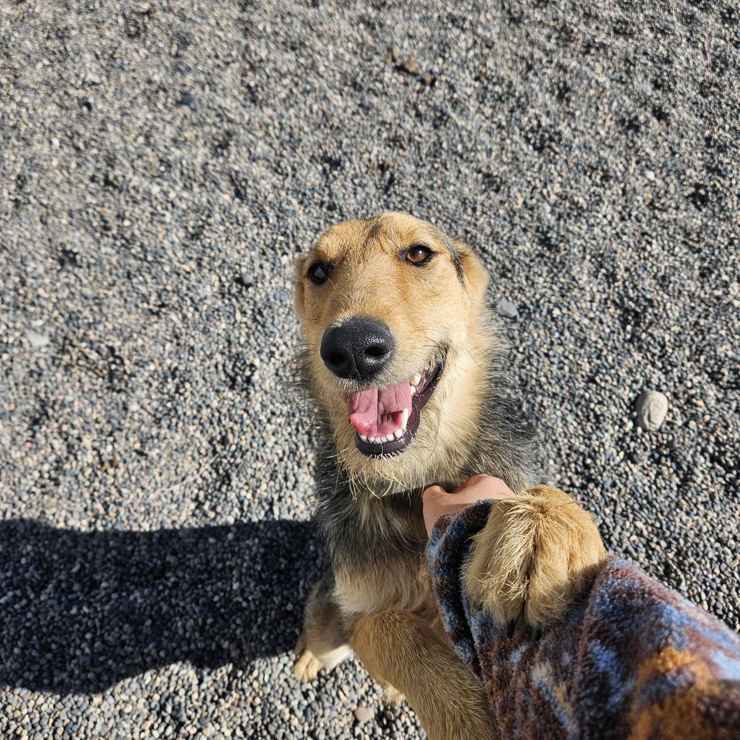 Honey, an adoptable Airedale Terrier in Billings, MT, 59102 | Photo Image 3