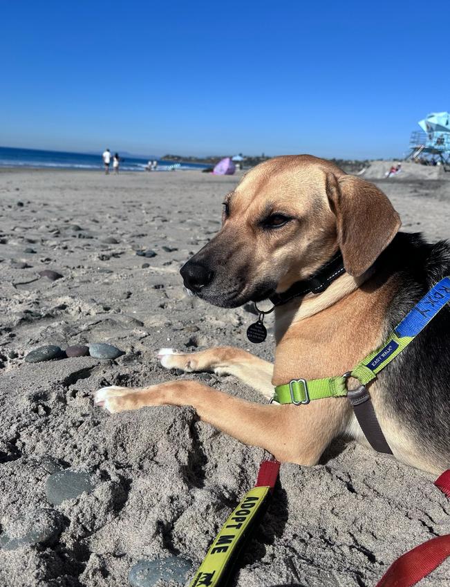 Roxy, Adoptable, Young Female Labrador Retriever & German Shepherd Dog.