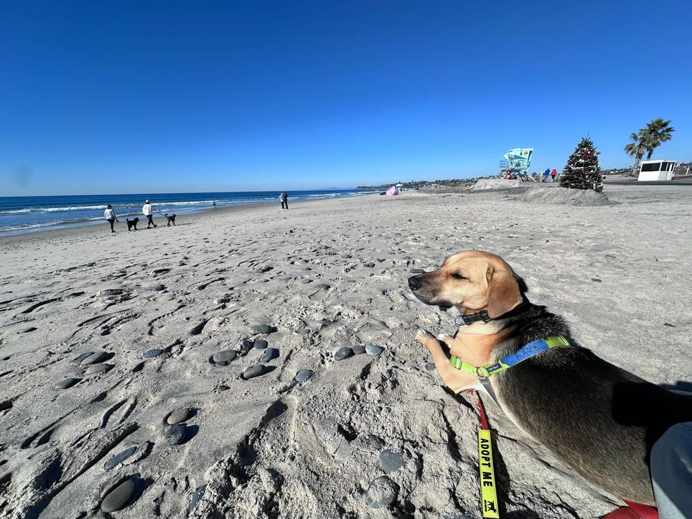 Roxy, a Adoptable mixed breed in San Diego, CA image 2/6