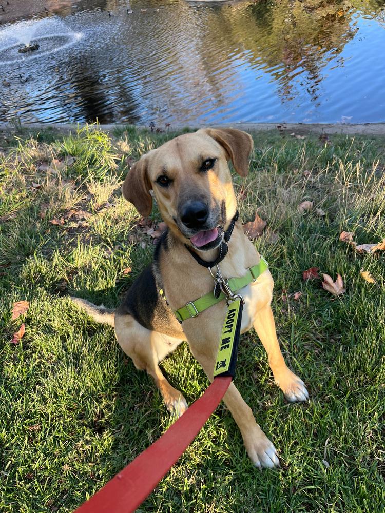 Roxy, a Adoptable mixed breed in San Diego, CA image 3/6