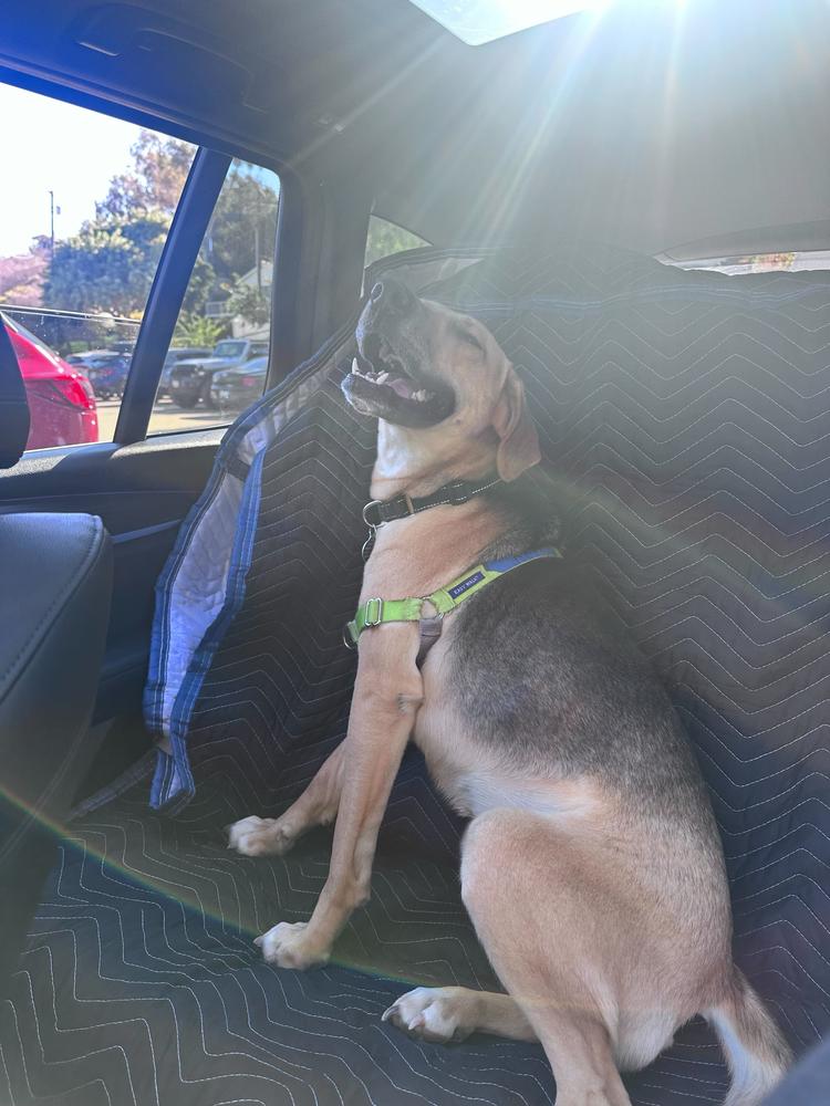 Roxy, a Adoptable mixed breed in San Diego, CA image 4/6