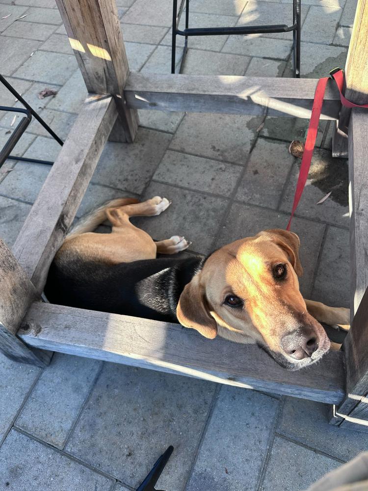 Roxy, a Adoptable mixed breed in San Diego, CA image 5/6