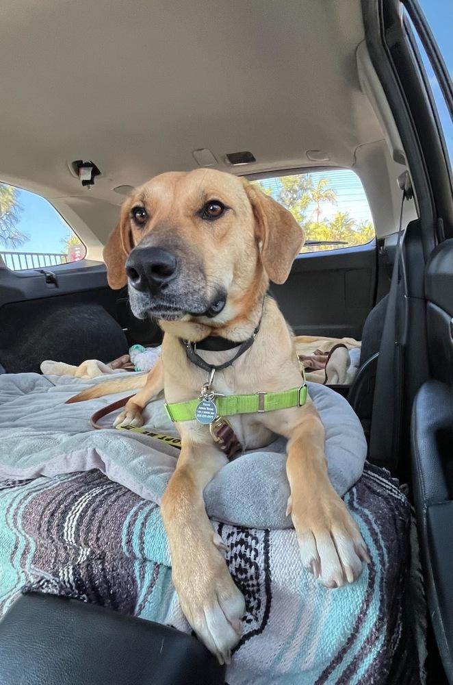 Roxy, a Adoptable mixed breed in San Diego, CA image 6/6