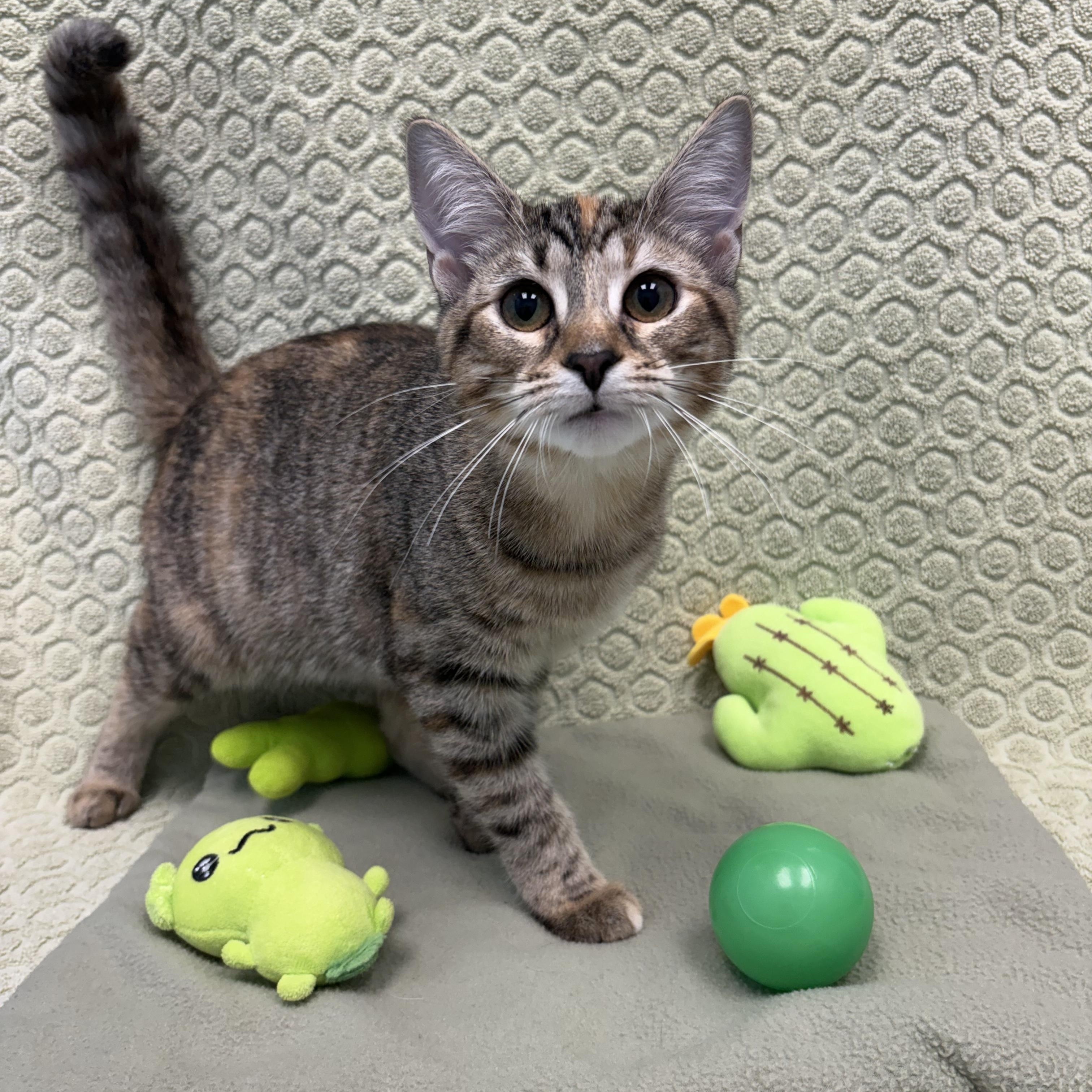 Bishop, a ADOPTABLE Domestic Short Hair in Bear, DE image 2/2