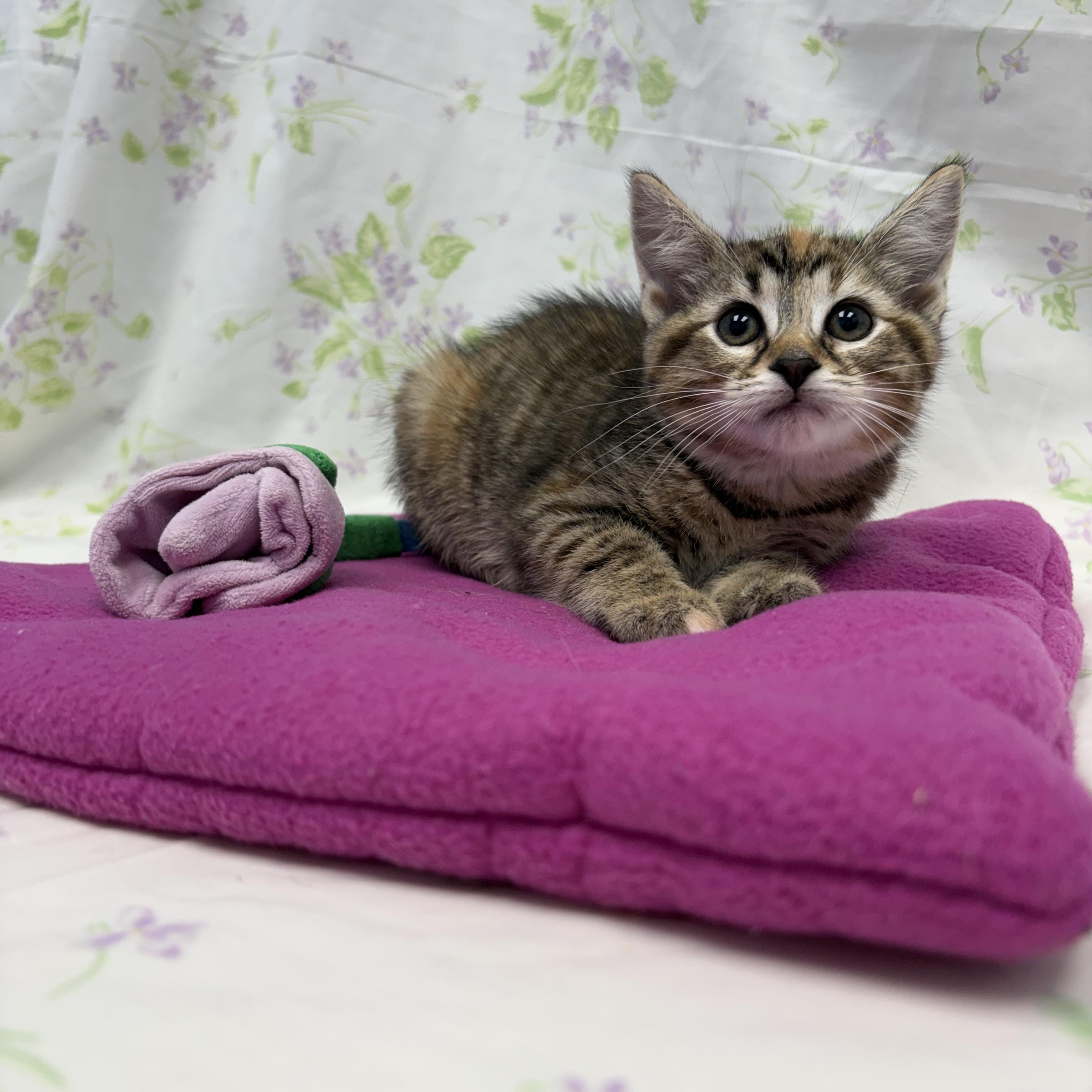 Bishop, ADOPTABLE, Kitten Female Domestic Short Hair.