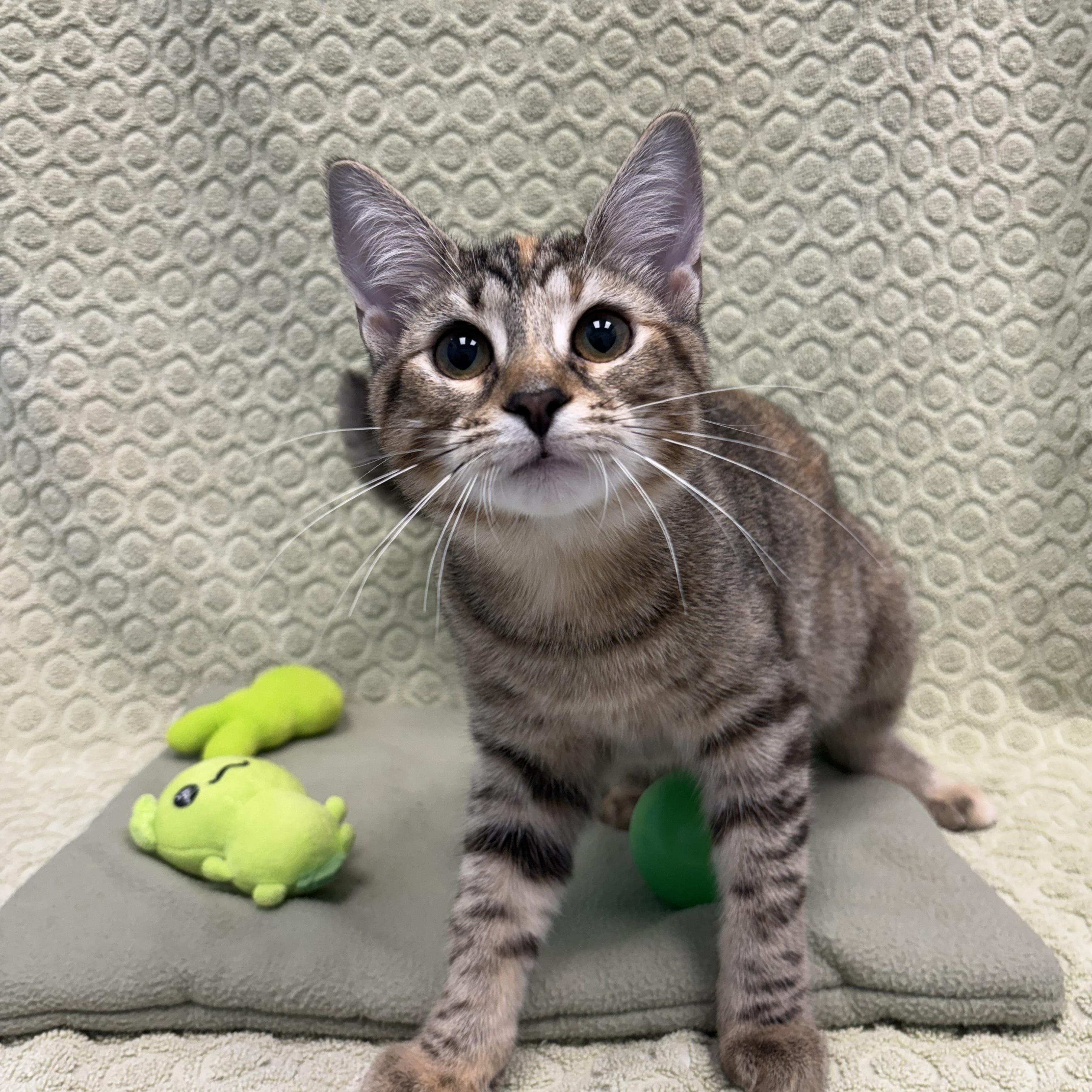 Bishop, ADOPTABLE, Kitten Female Domestic Short Hair.