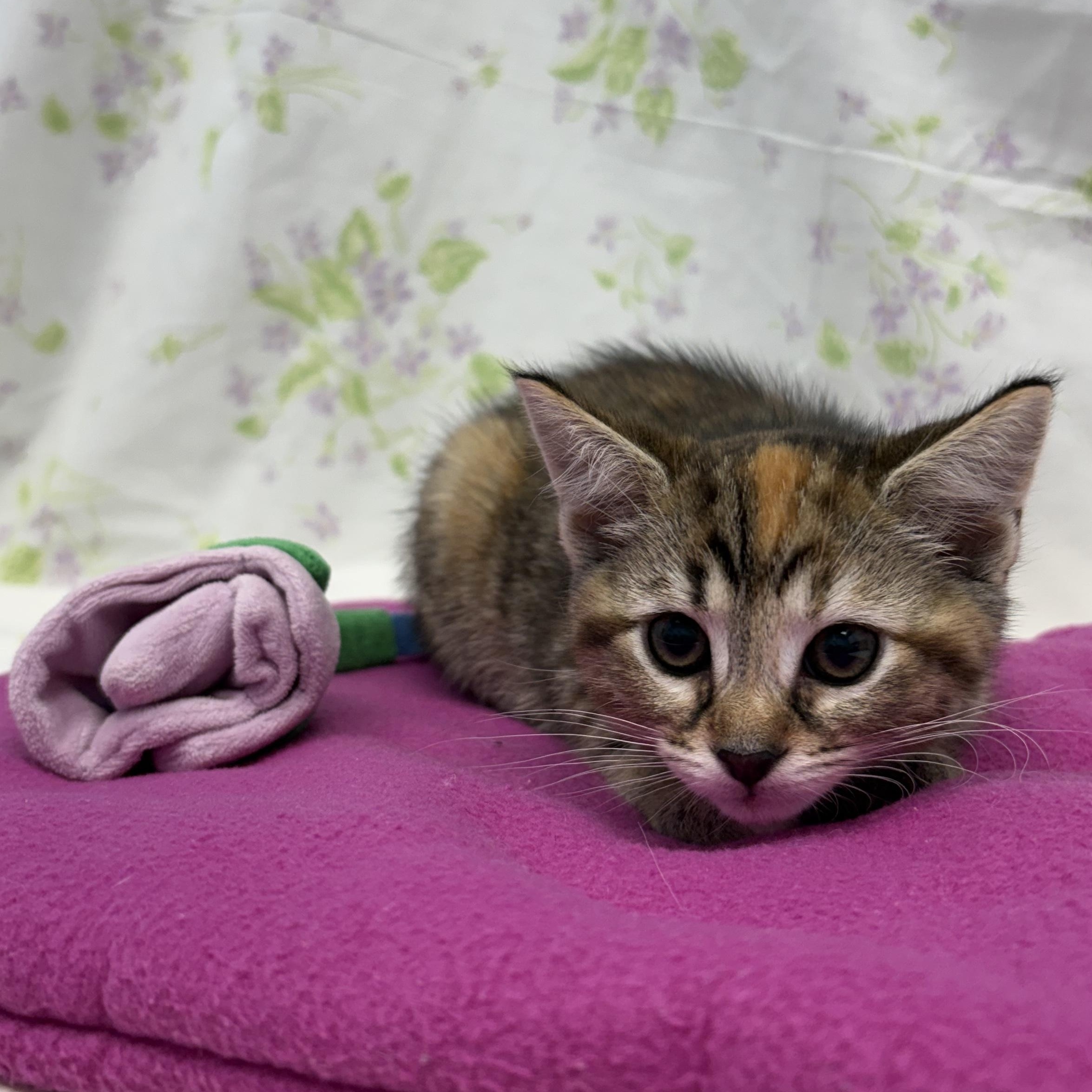 Bishop, a ADOPTABLE Domestic Short Hair in Bear, DE image 2/2